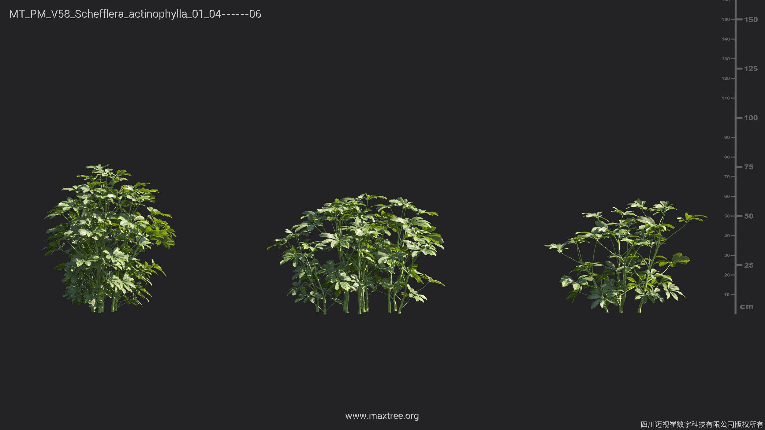 Maxtree Plant Models Vol 58 - Mesh 3D model_25