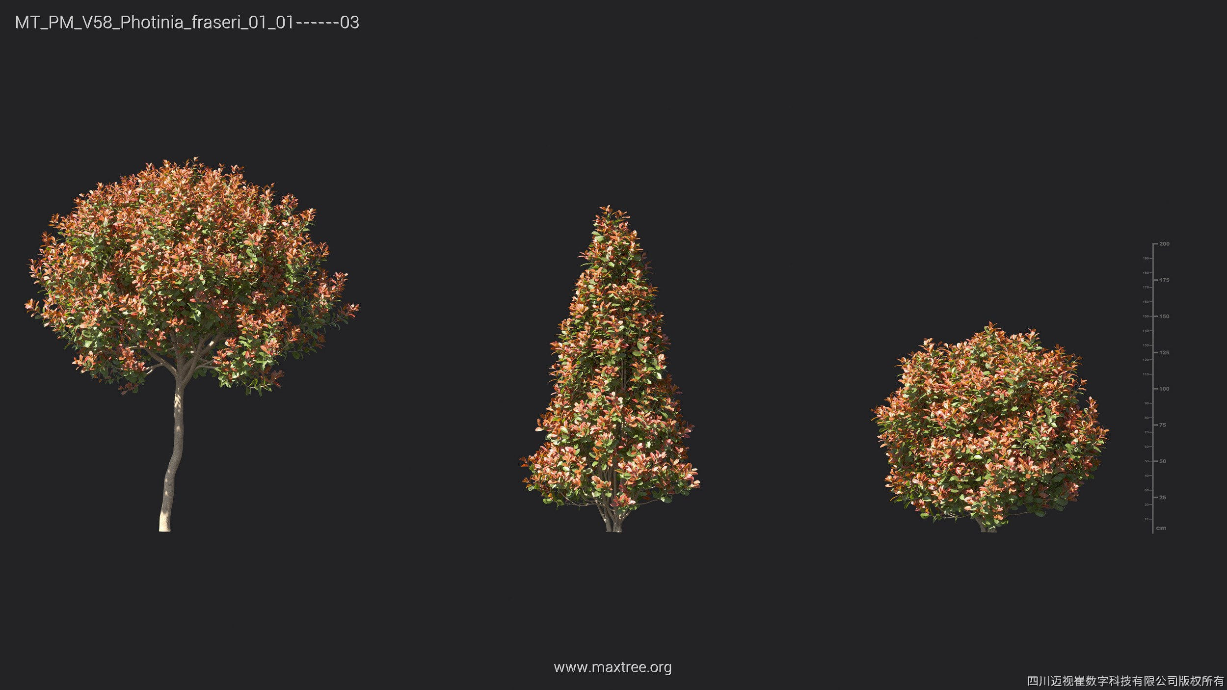 Maxtree Plant Models Vol 58 - Mesh 3D model_20