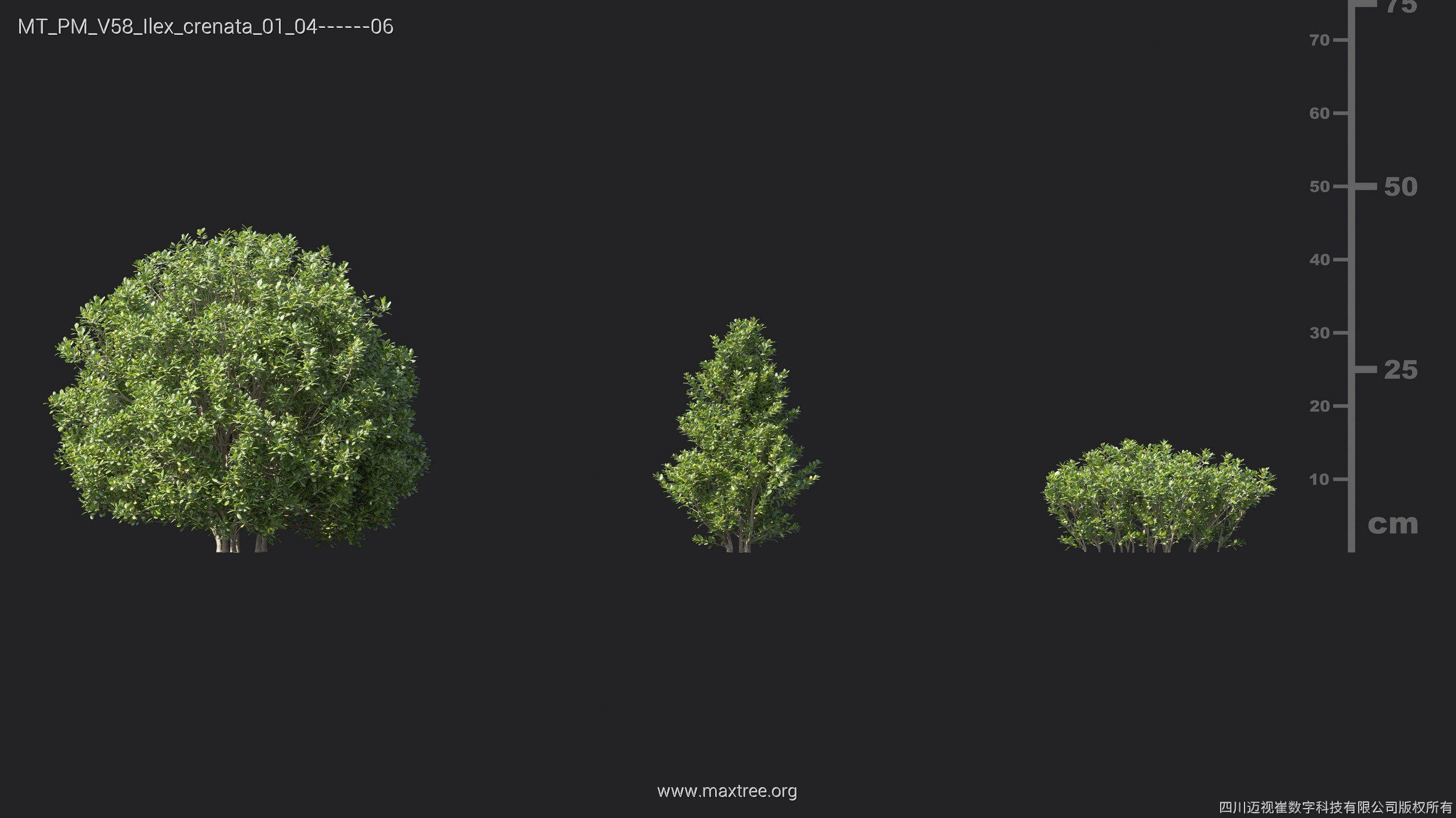Maxtree Plant Models Vol 58 - Mesh 3D model_15