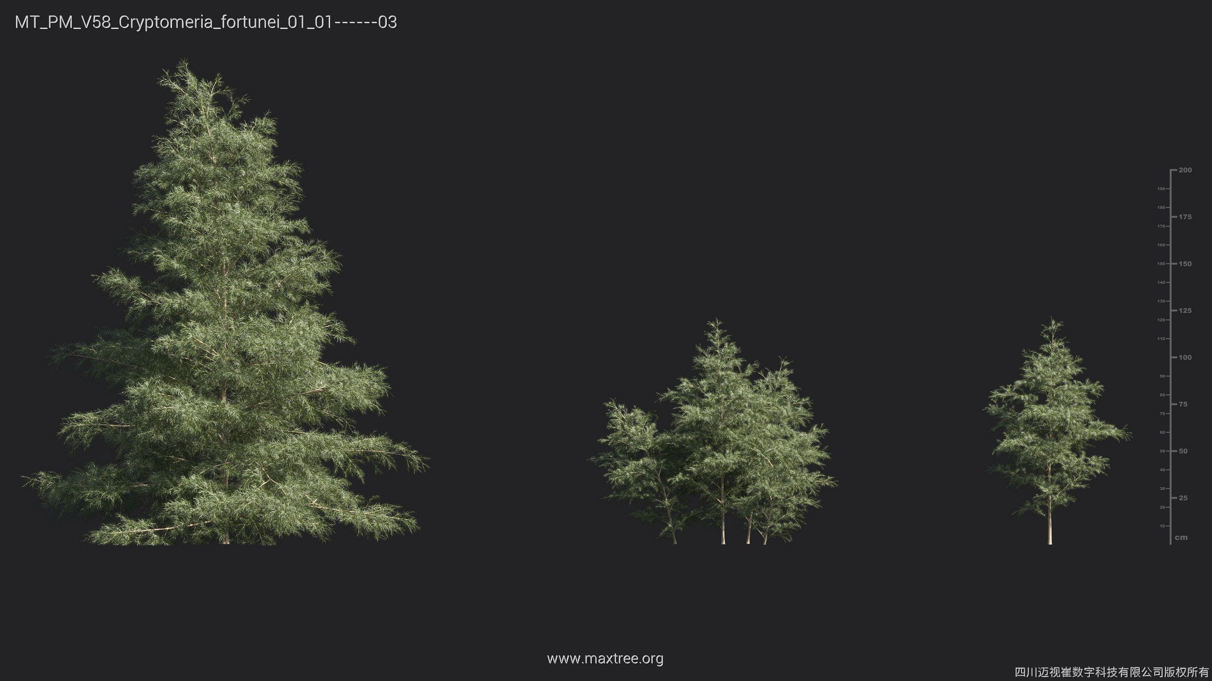Maxtree Plant Models Vol 58 - Mesh 3D model_10