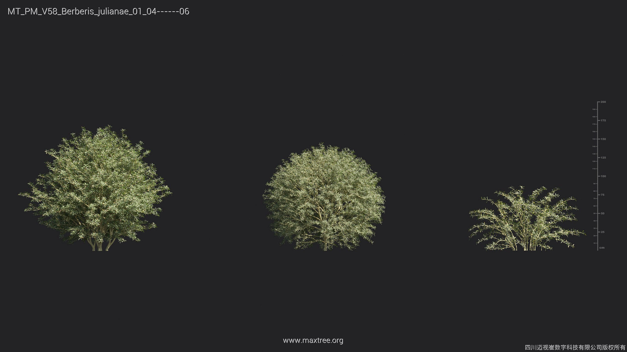 Maxtree Plant Models Vol 58 - Mesh 3D model_7