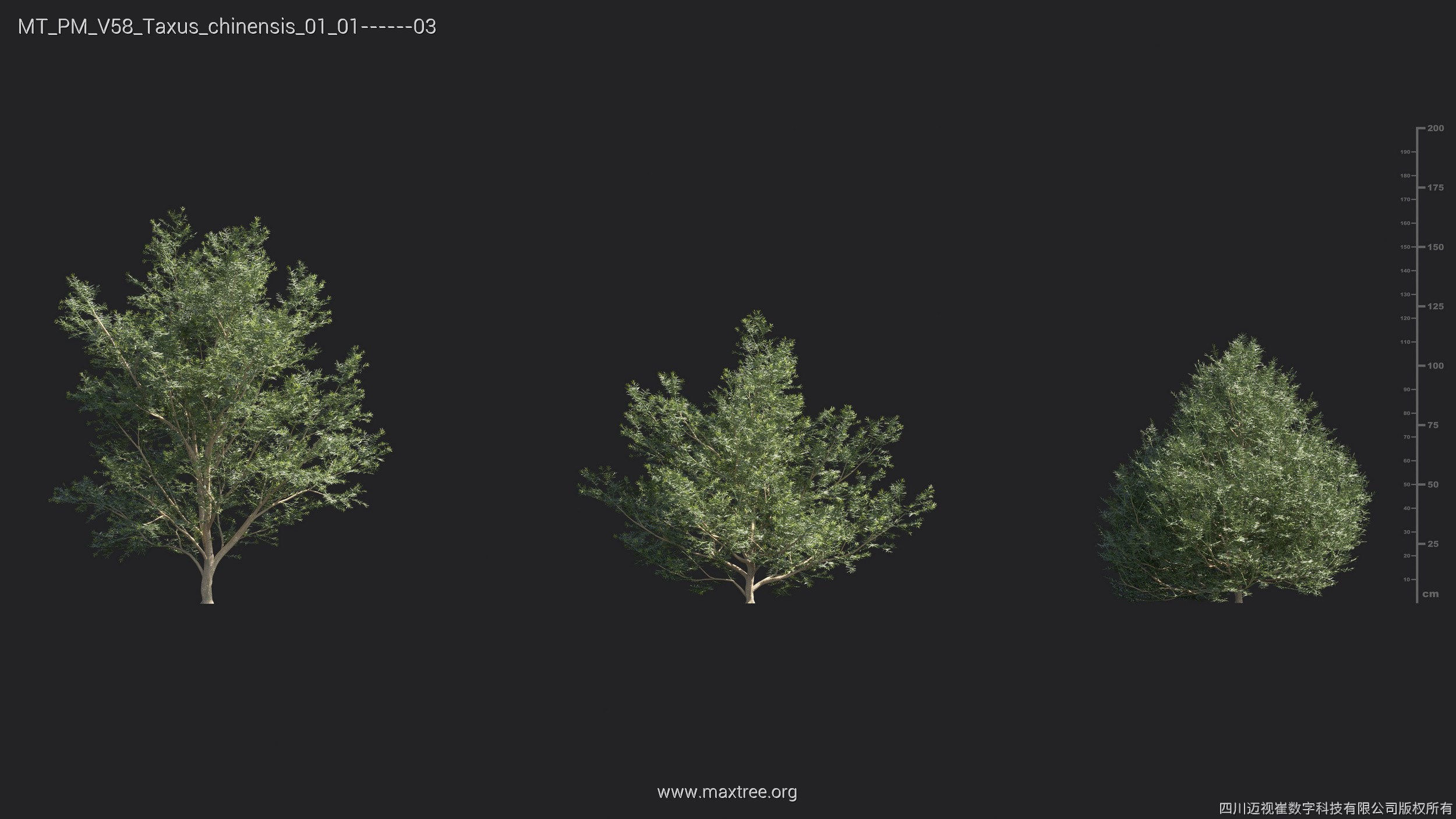 Maxtree Plant Models Vol 58 - Mesh 3D model_26