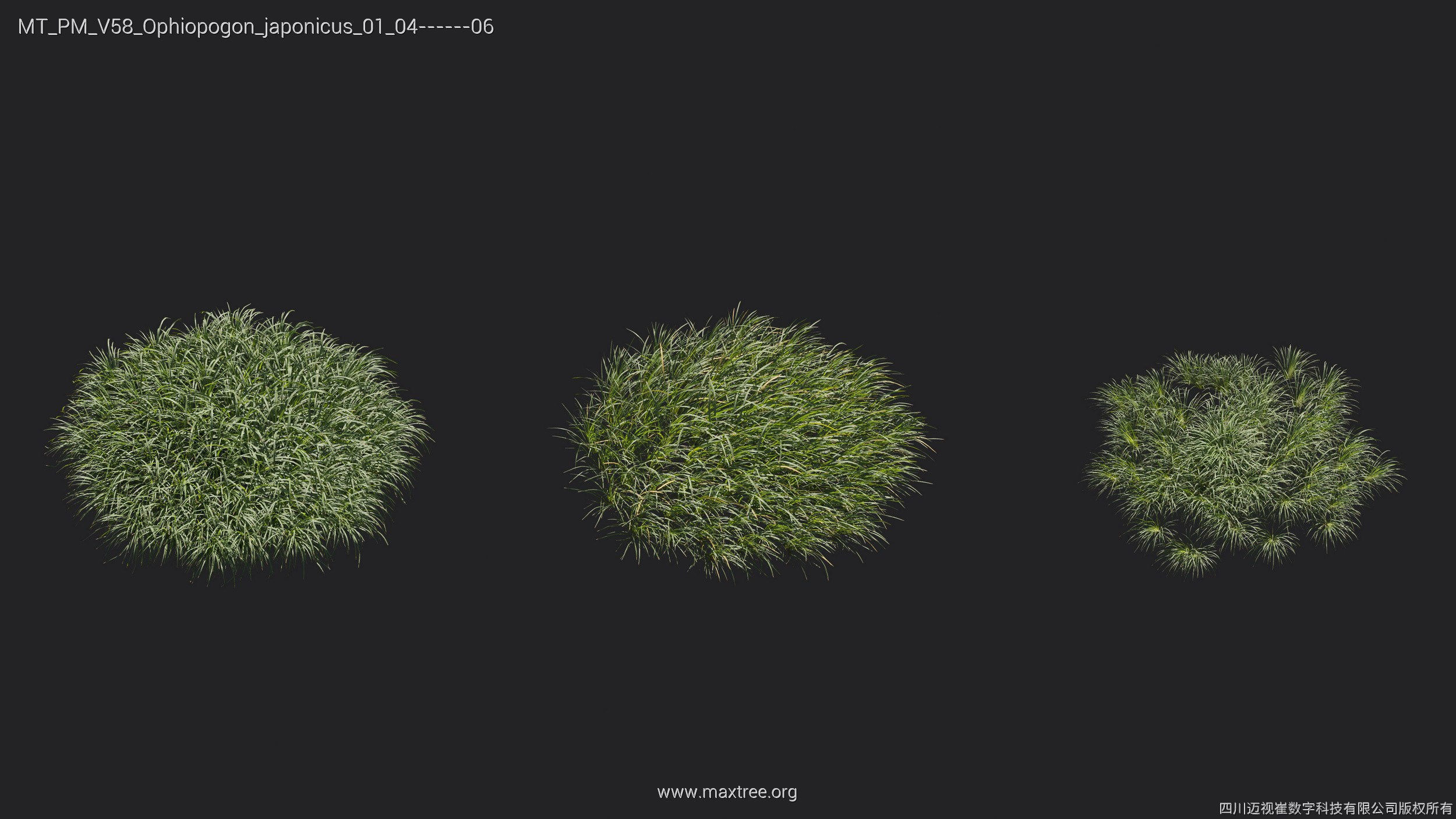 Maxtree Plant Models Vol 58 - Mesh 3D model_19