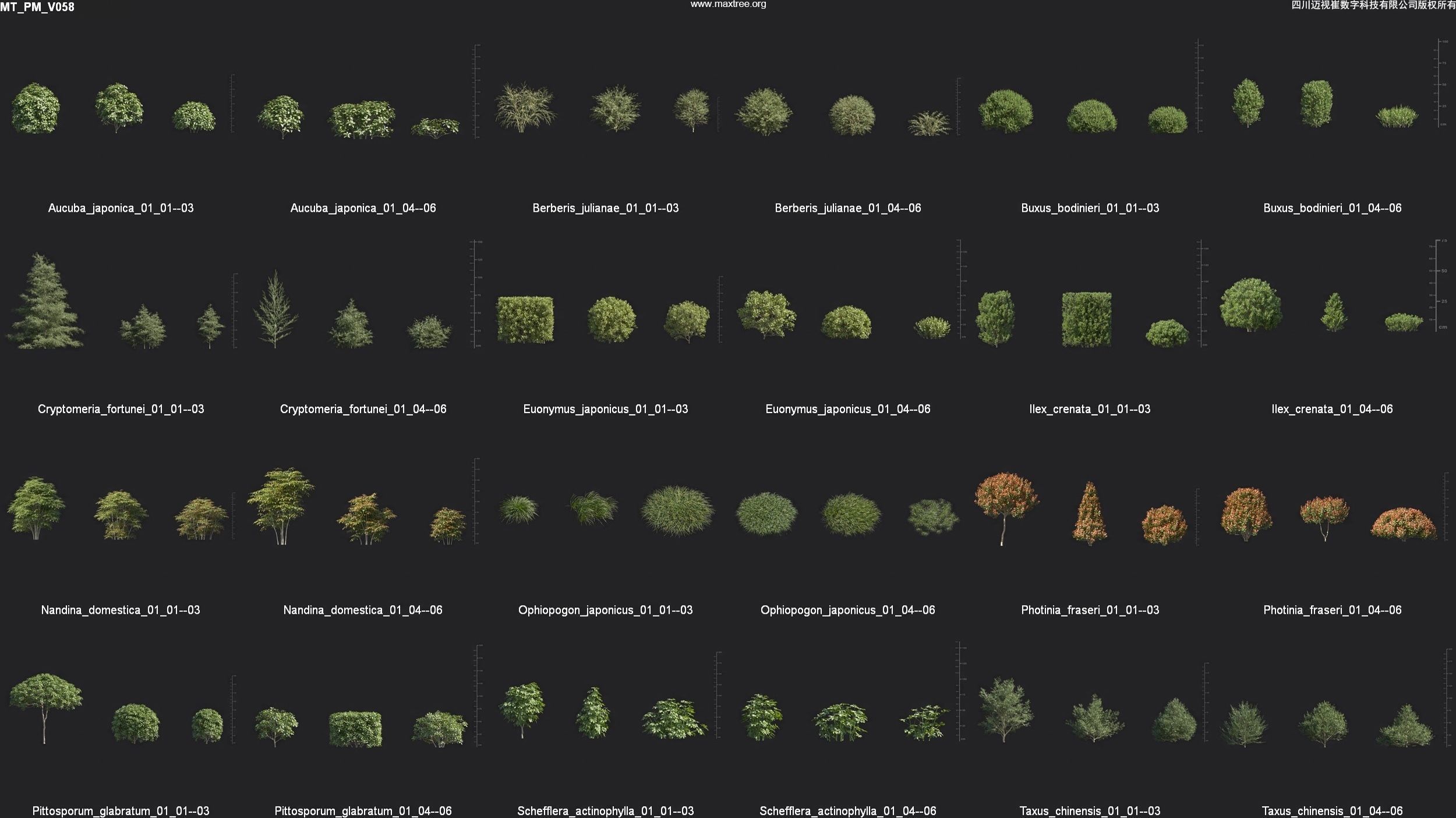 Maxtree Plant Models Vol 58 - Mesh 3D model_3