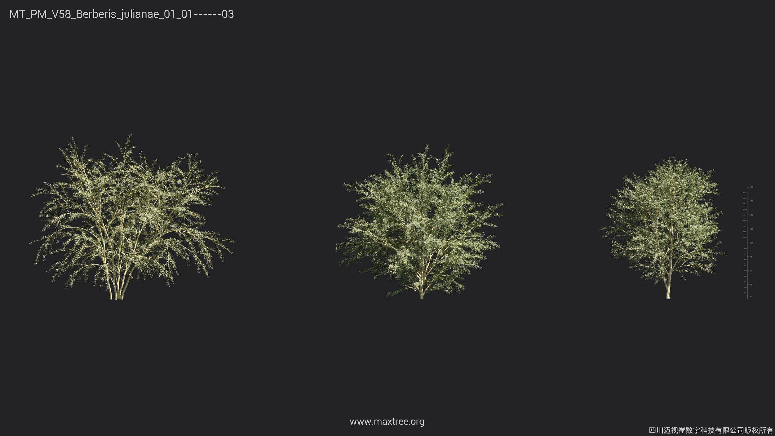 Maxtree Plant Models Vol 58 - Mesh 3D model_6