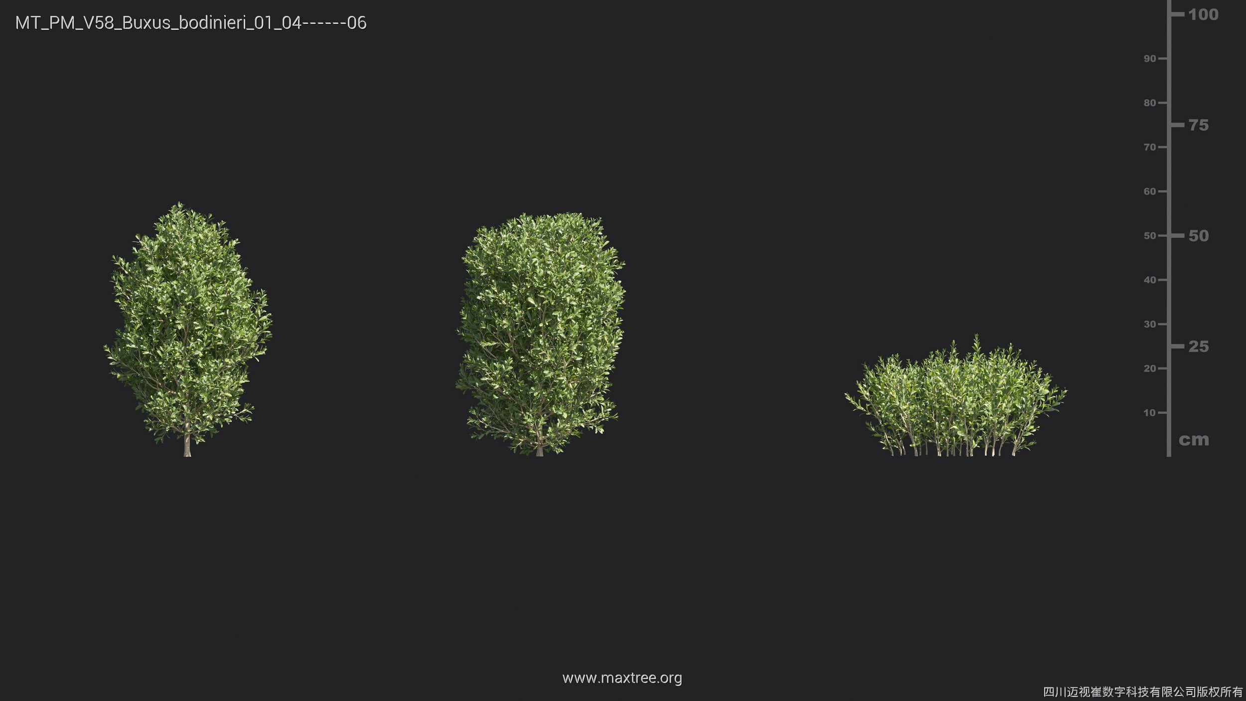 Maxtree Plant Models Vol 58 - Mesh 3D model_9