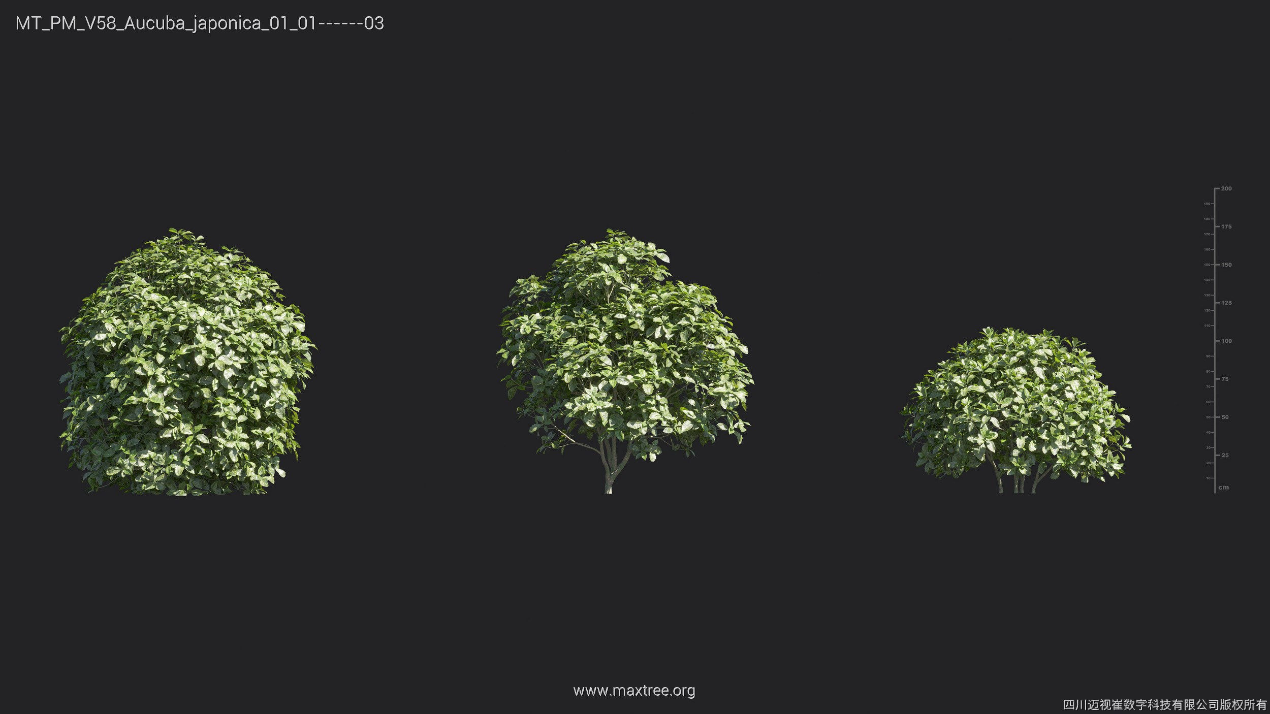 Maxtree Plant Models Vol 58 - Mesh 3D model_4