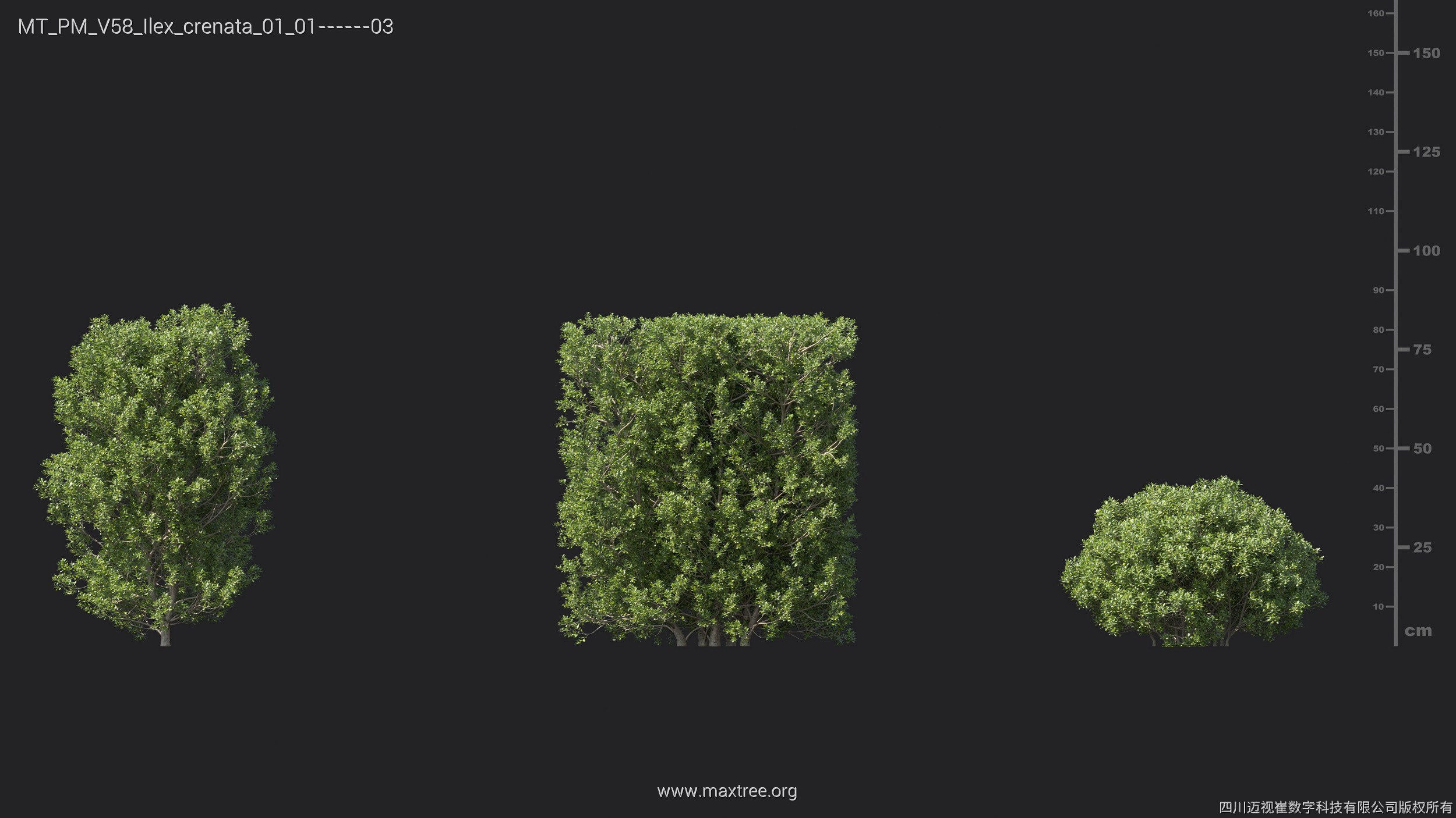 Maxtree Plant Models Vol 58 - Mesh 3D model_14