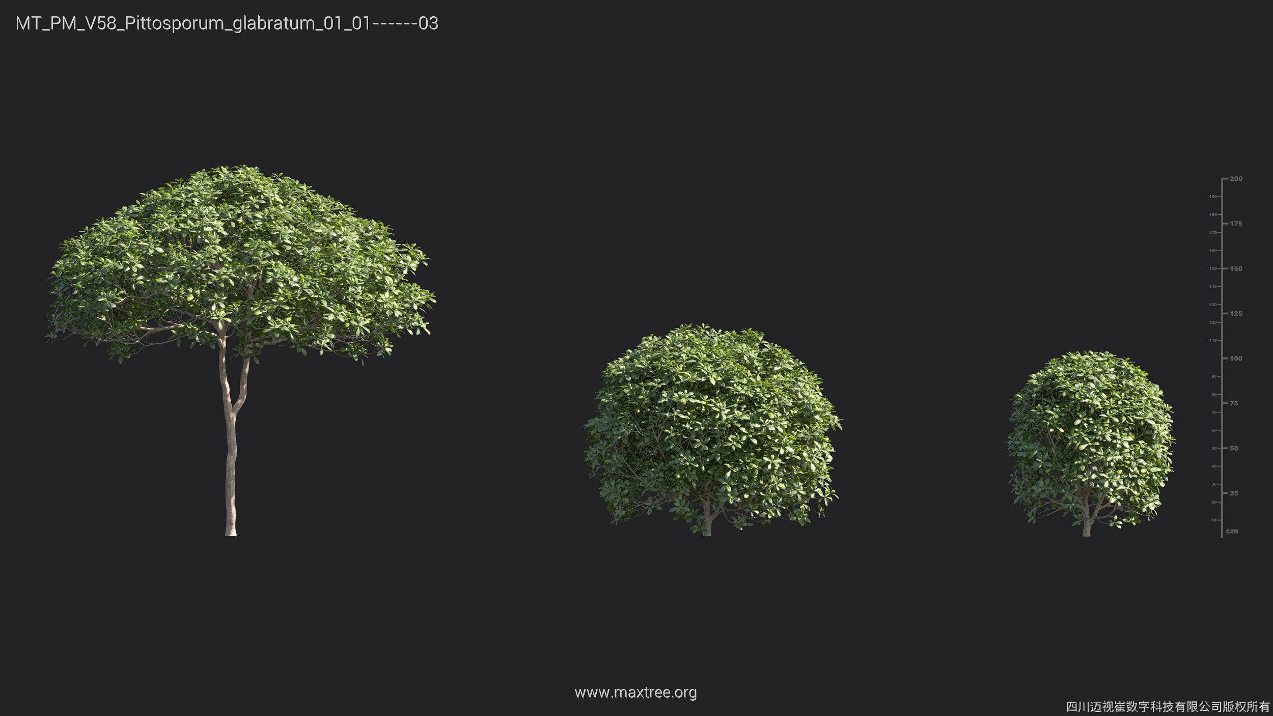 Maxtree Plant Models Vol 58 - Mesh 3D model_22