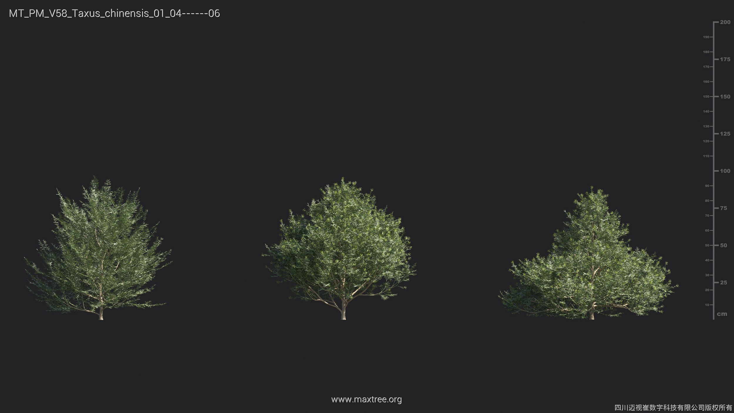 Maxtree Plant Models Vol 58 - Mesh 3D model_27