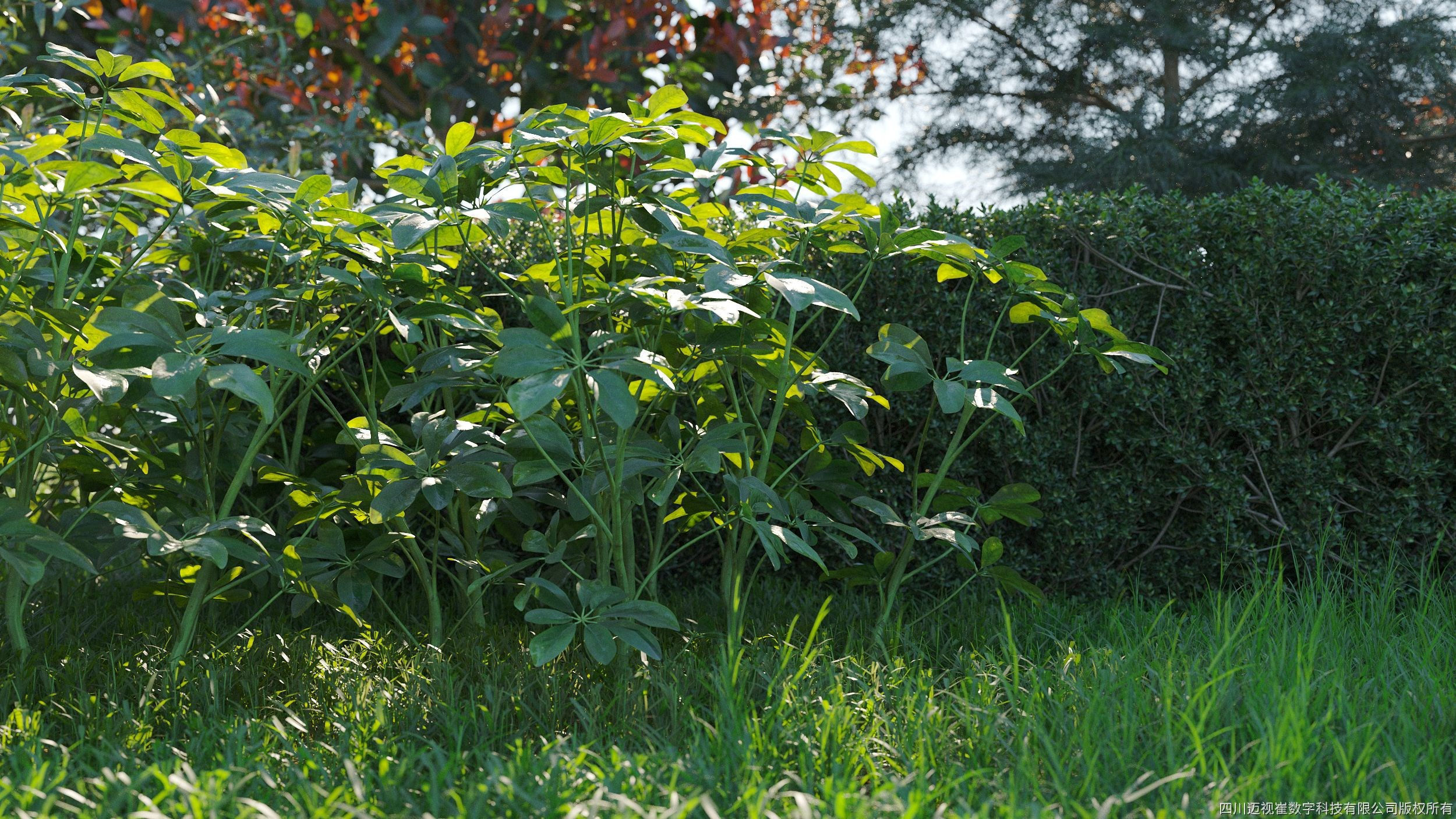 Maxtree Plant Models Vol 58 - Mesh 3D model_2