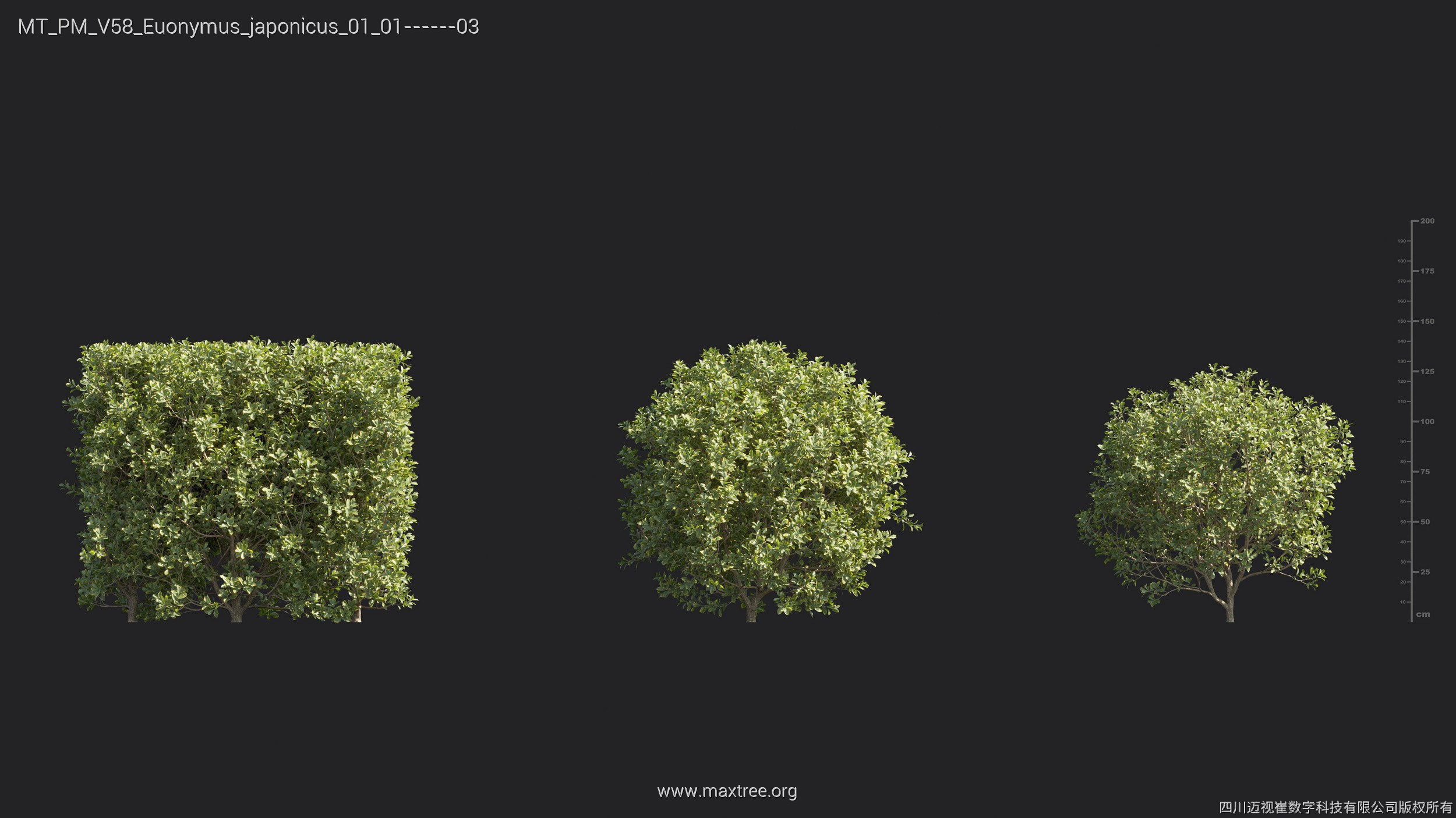 Maxtree Plant Models Vol 58 - Mesh 3D model_12