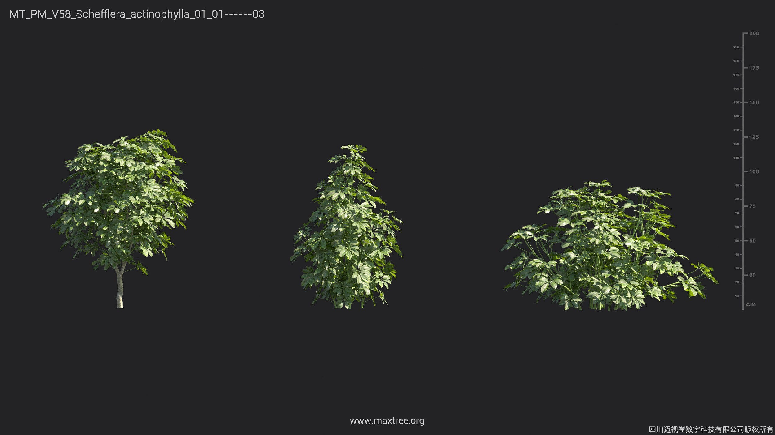 Maxtree Plant Models Vol 58 - Mesh 3D model_24