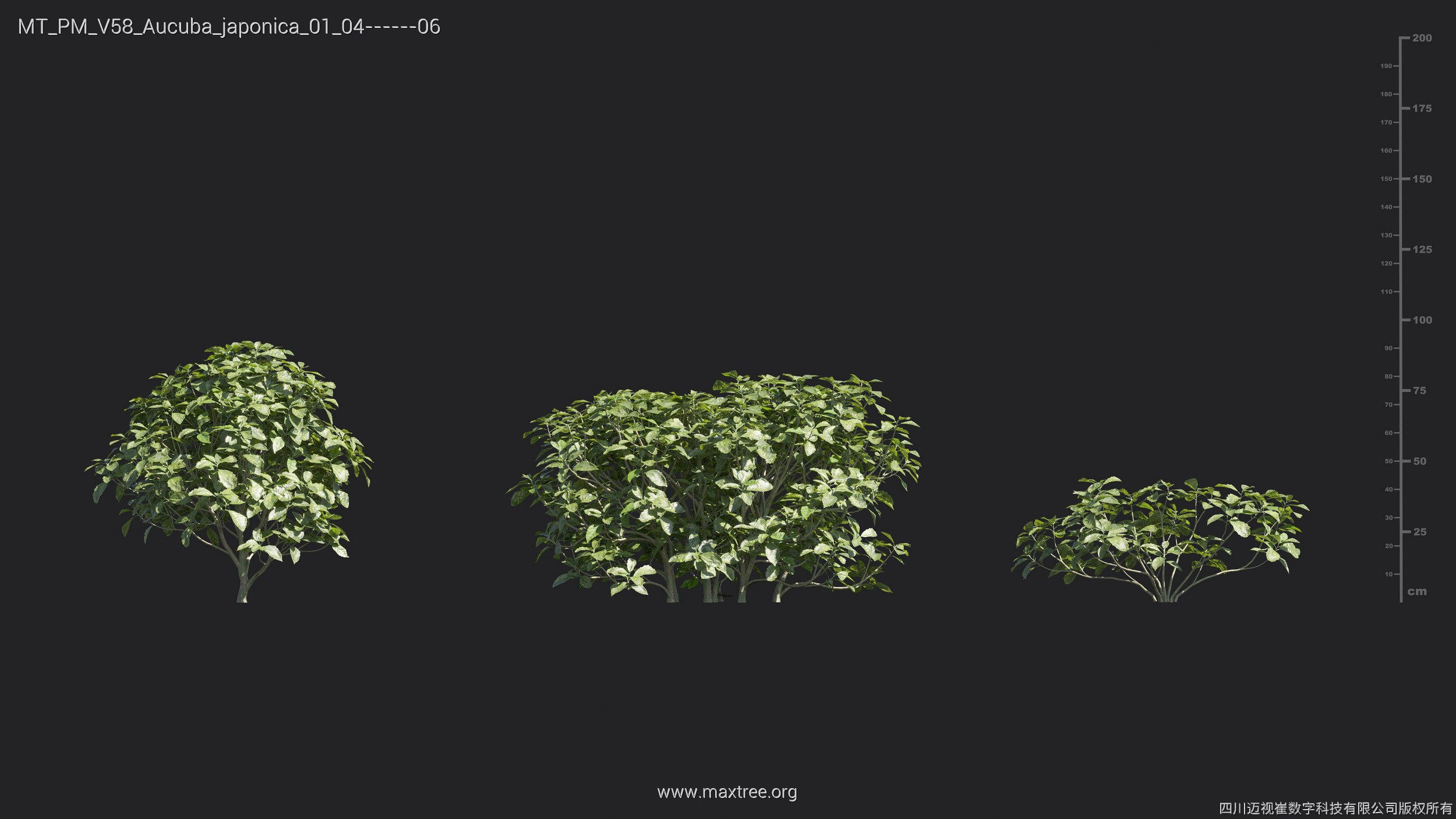 Maxtree Plant Models Vol 58 - Mesh 3D model_5