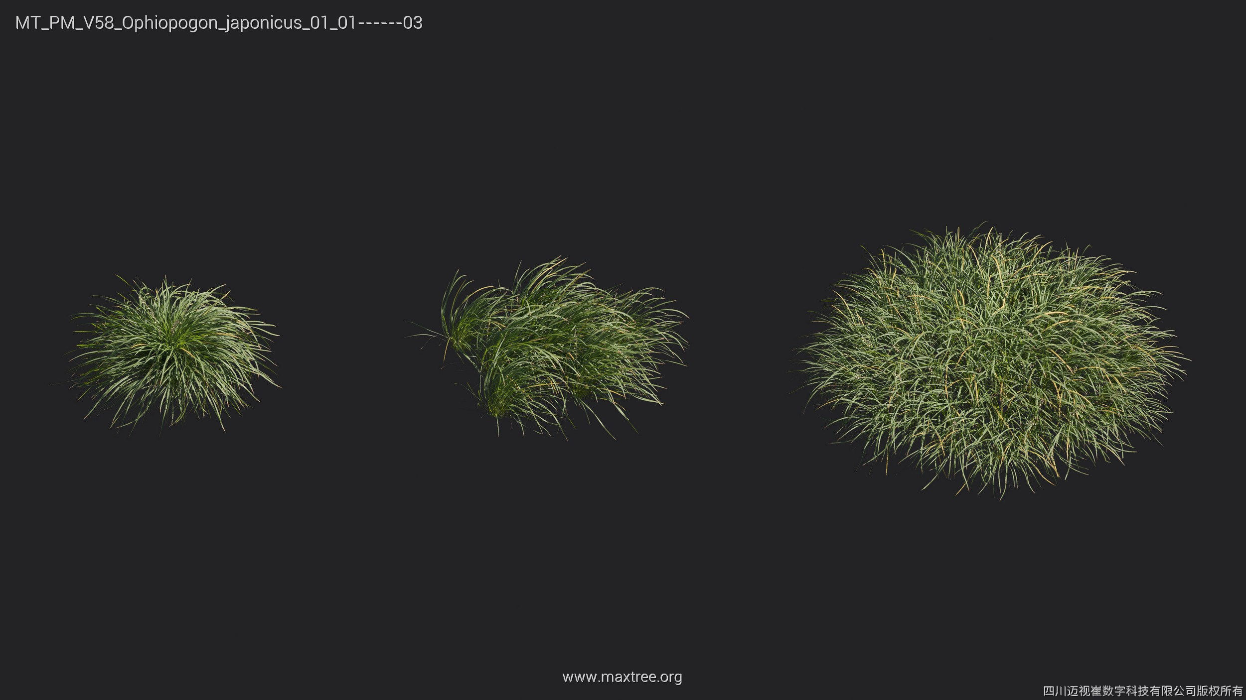 Maxtree Plant Models Vol 58 - Mesh 3D model_18