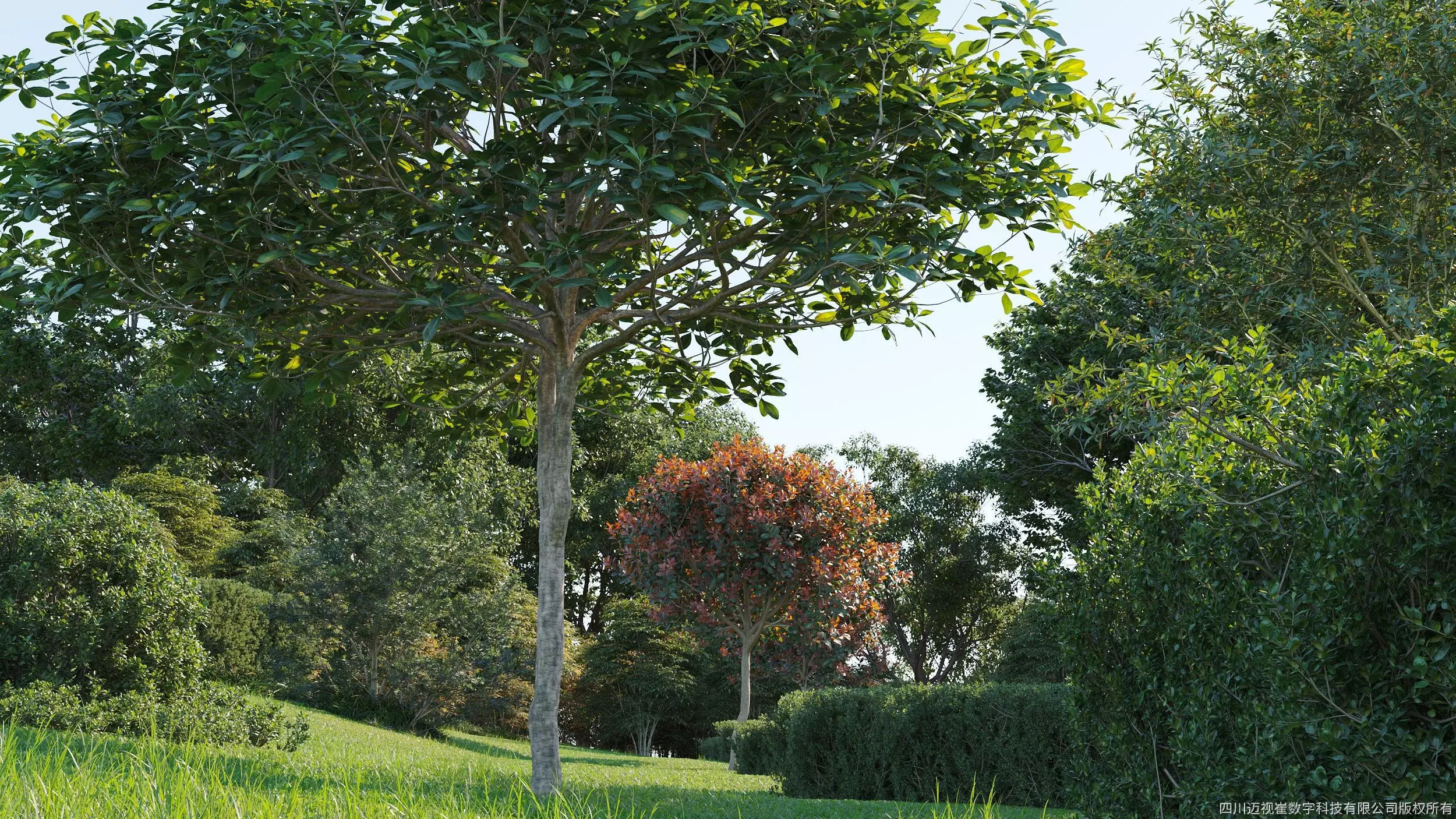 Maxtree Plant Models Vol 58 - Mesh 3D model_0