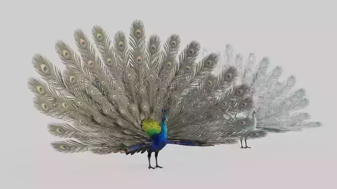 Animal peacock 3D model