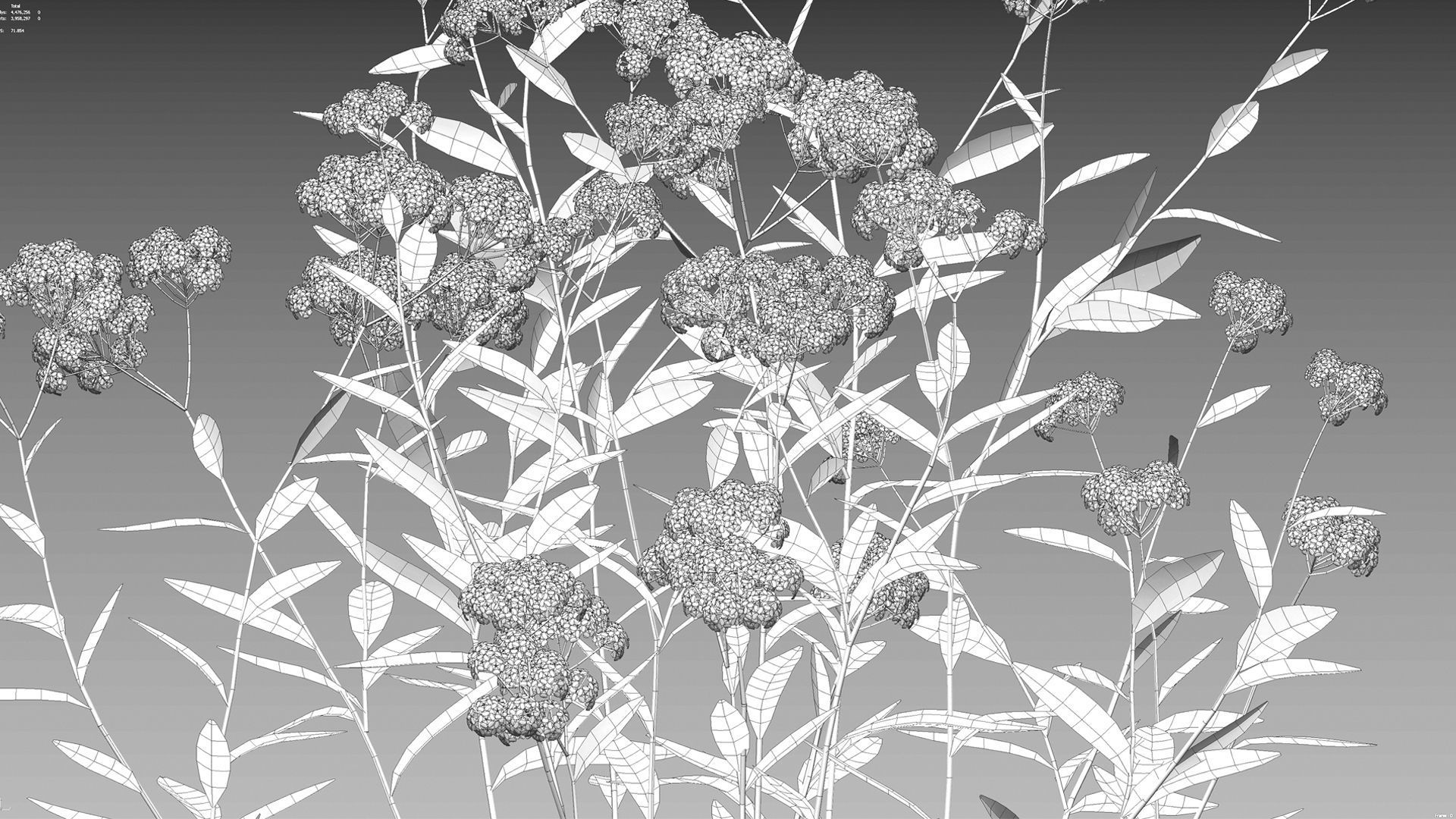 Achillea millefolium - Yarrow 01 3D model_10