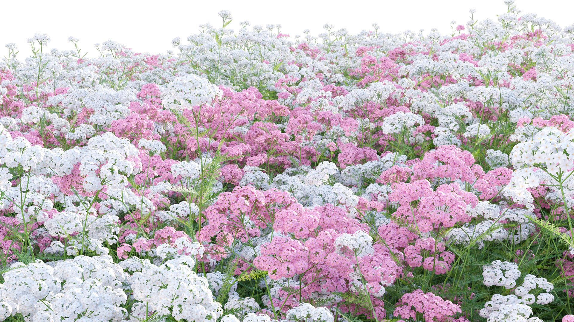 Achillea millefolium - Yarrow 01 3D model_9