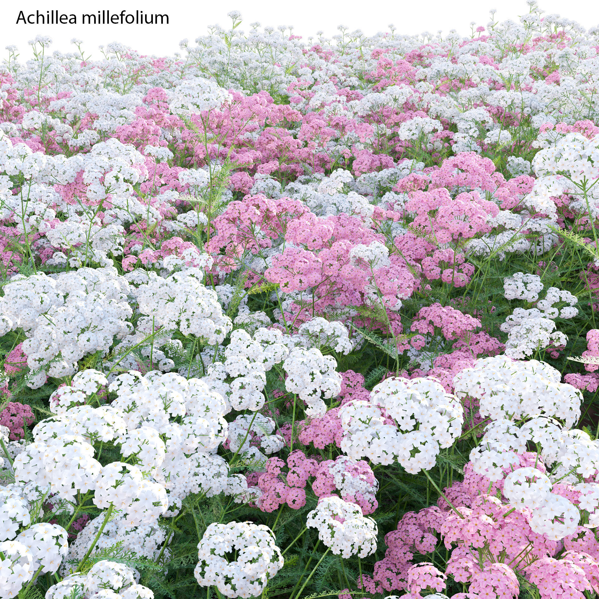 Achillea millefolium - Yarrow 01 3D model_3