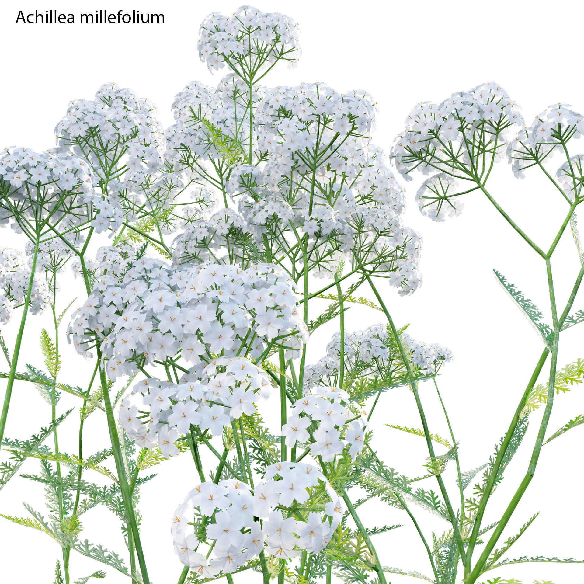Achillea millefolium - Yarrow 01 3D model_2
