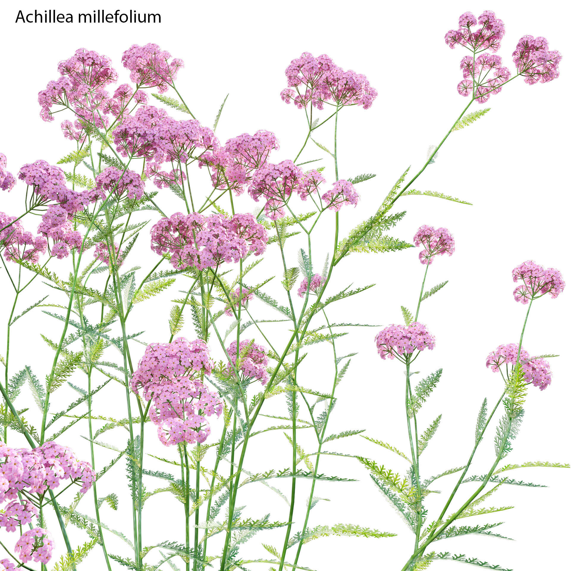 Achillea millefolium - Yarrow 01 3D model_1