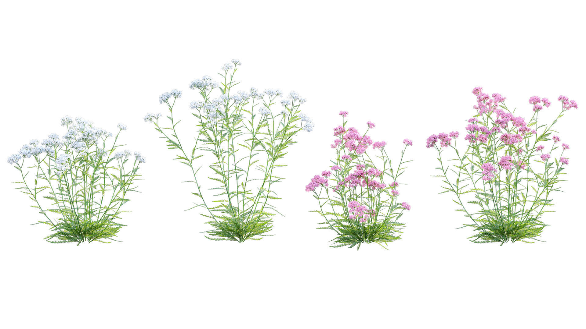 Achillea millefolium - Yarrow 01 3D model_5