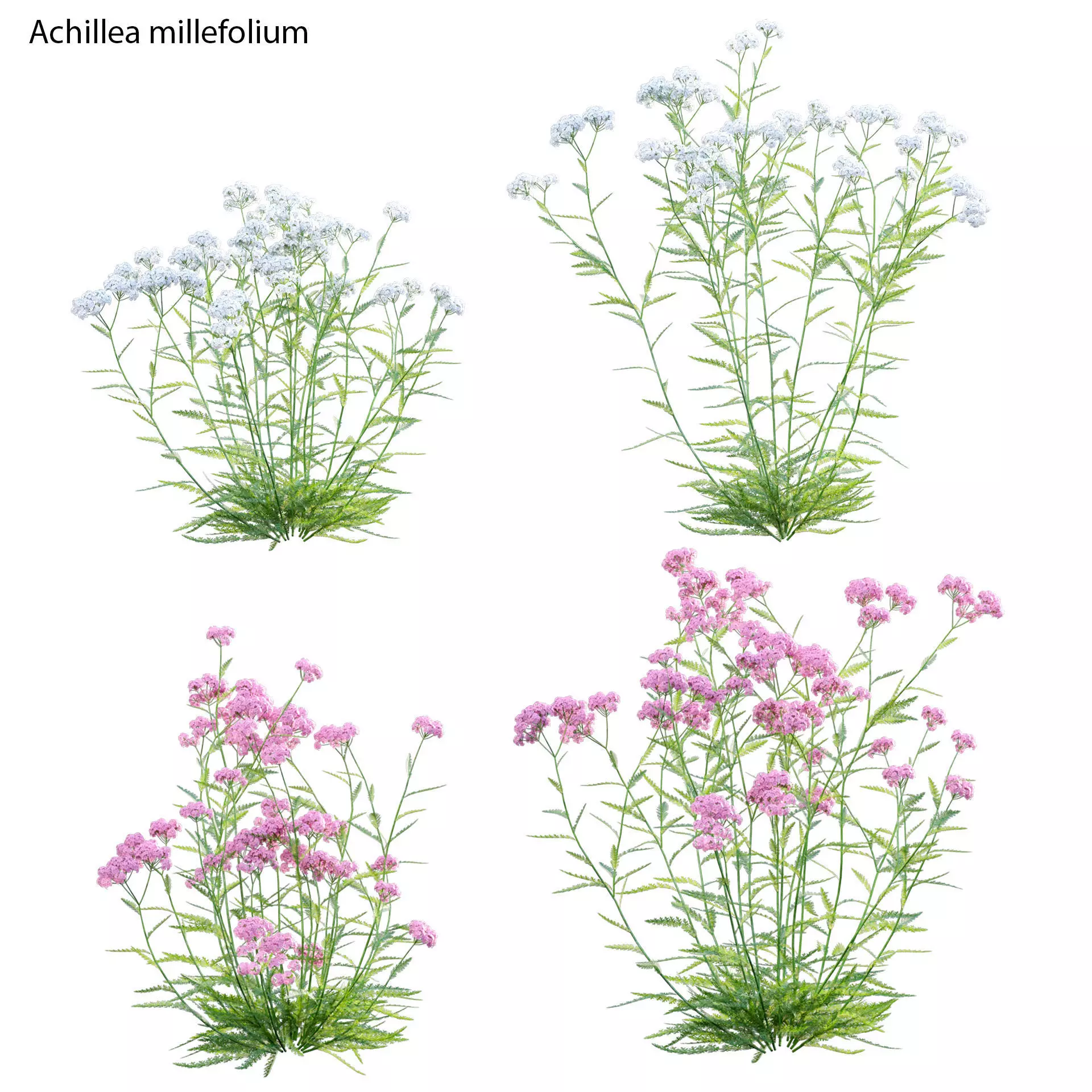Achillea millefolium - Yarrow 01 3D model_0