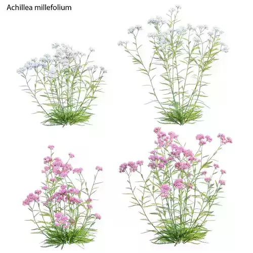 Achillea millefolium - Yarrow 01 3D model