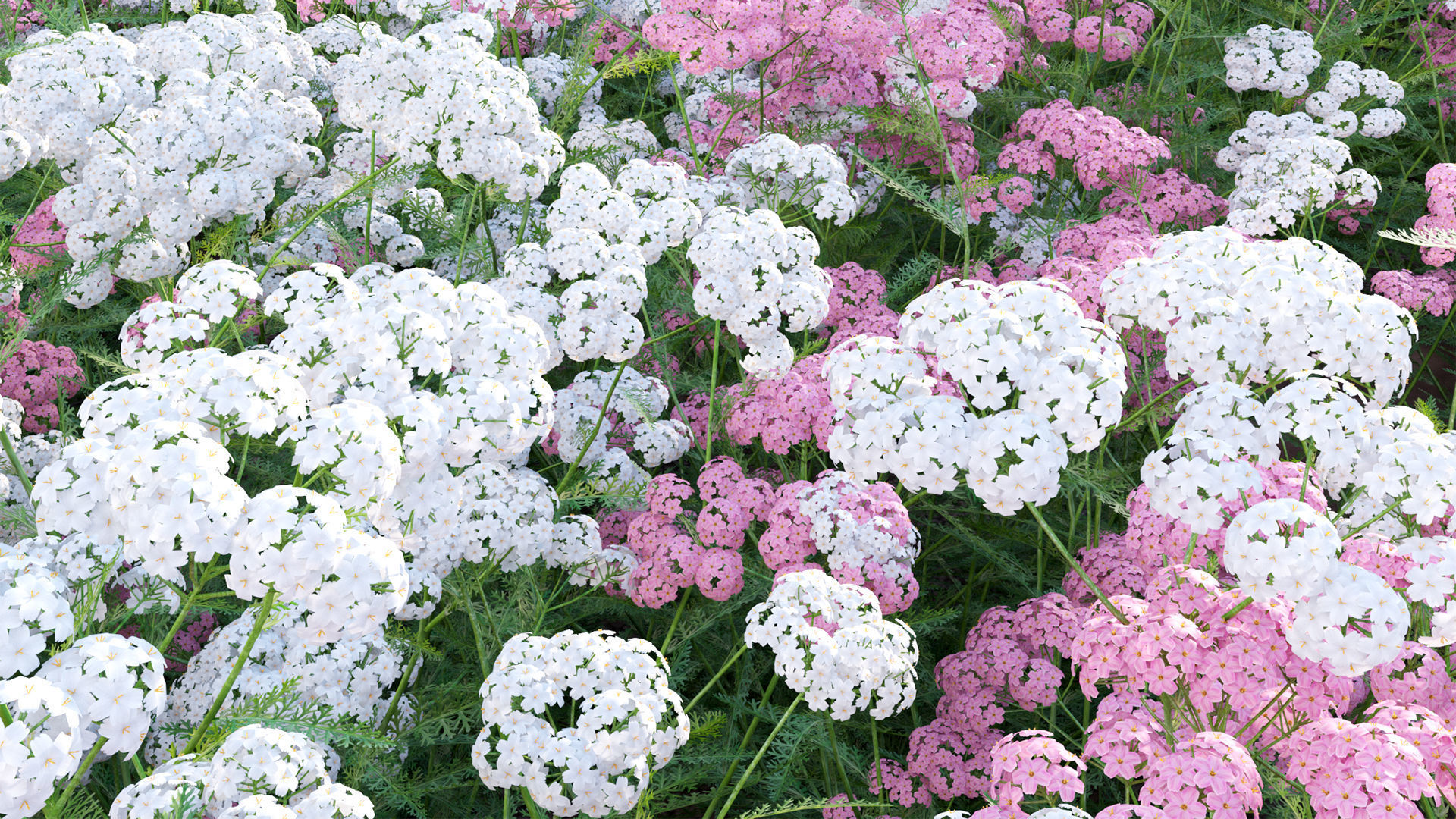 Achillea millefolium - Yarrow 01 3D model_8