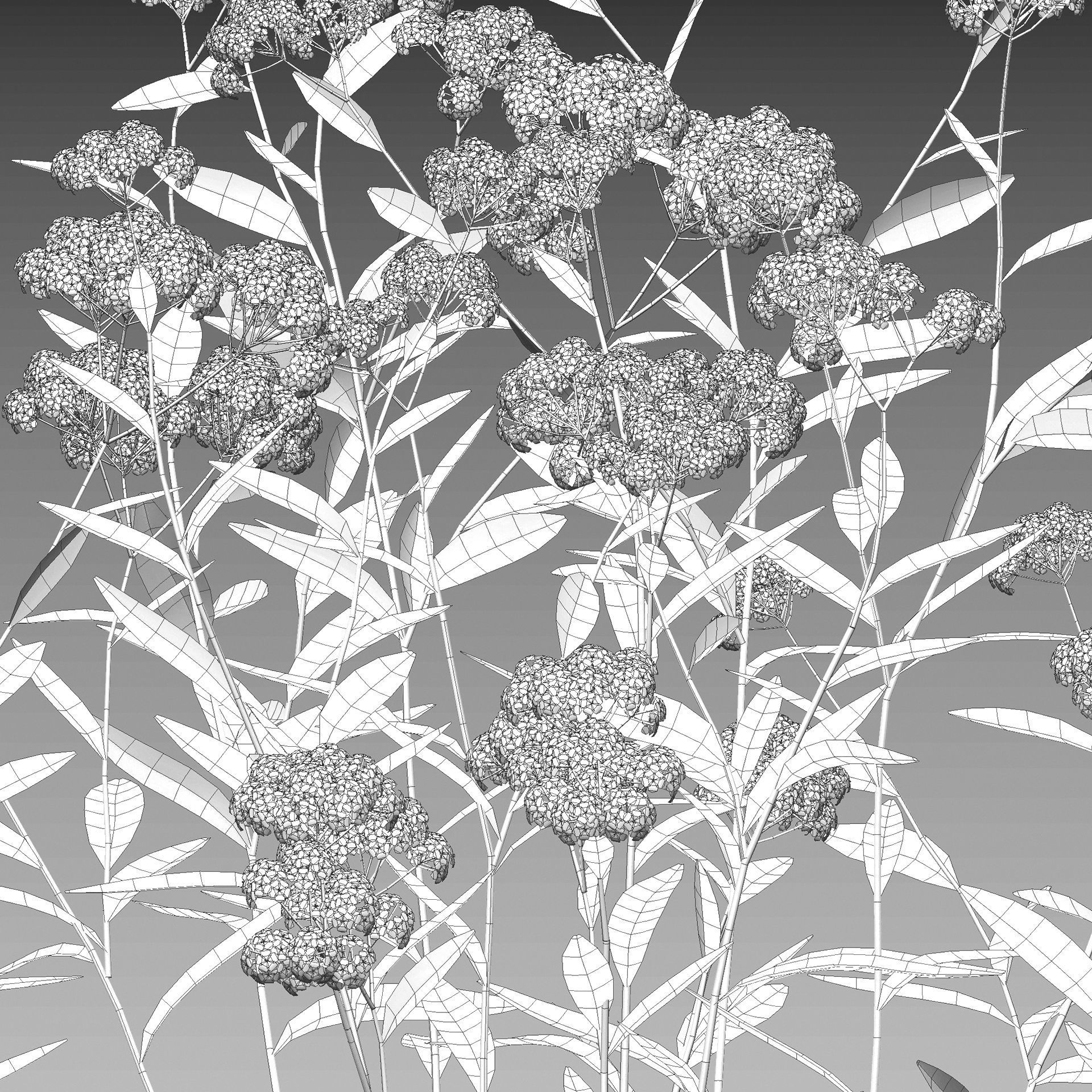 Achillea millefolium - Yarrow 01 3D model_4