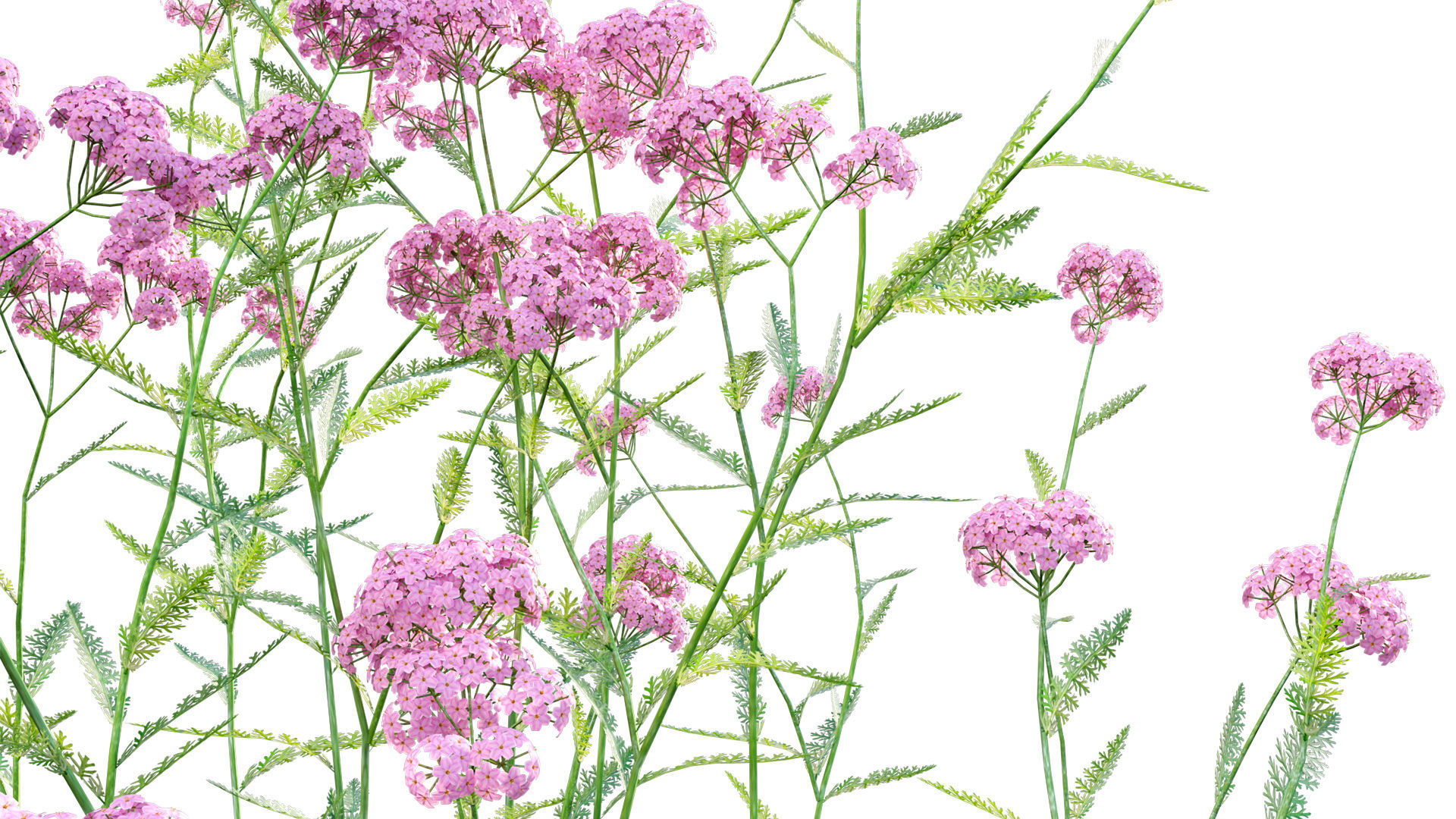 Achillea millefolium - Yarrow 01 3D model_7