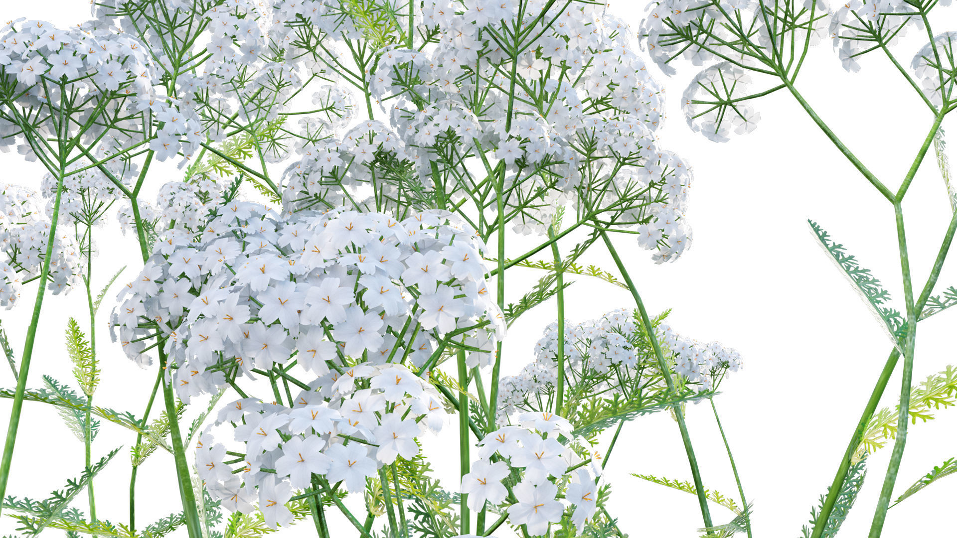 Achillea millefolium - Yarrow 01 3D model_6