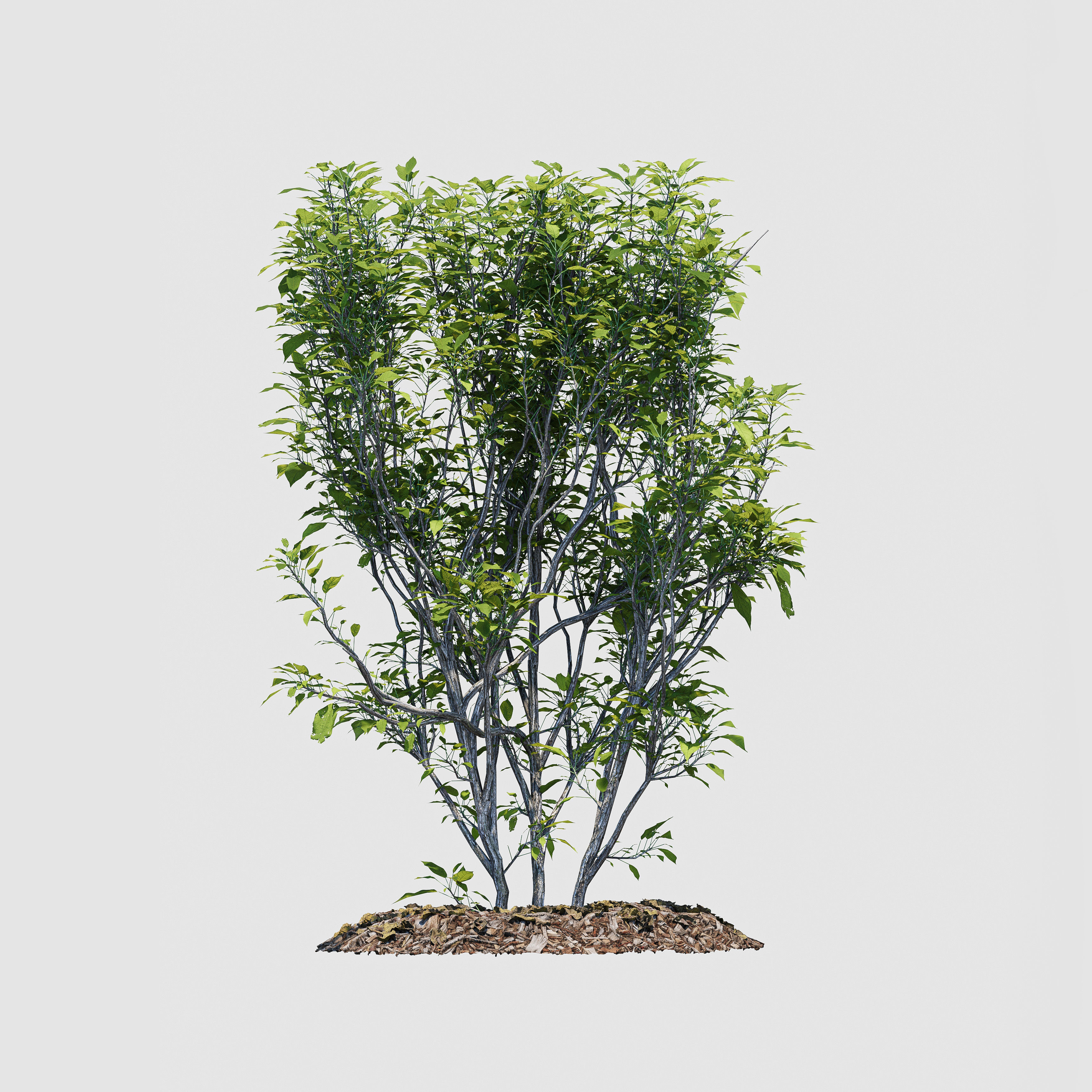 Hedge Bush 3D model_3
