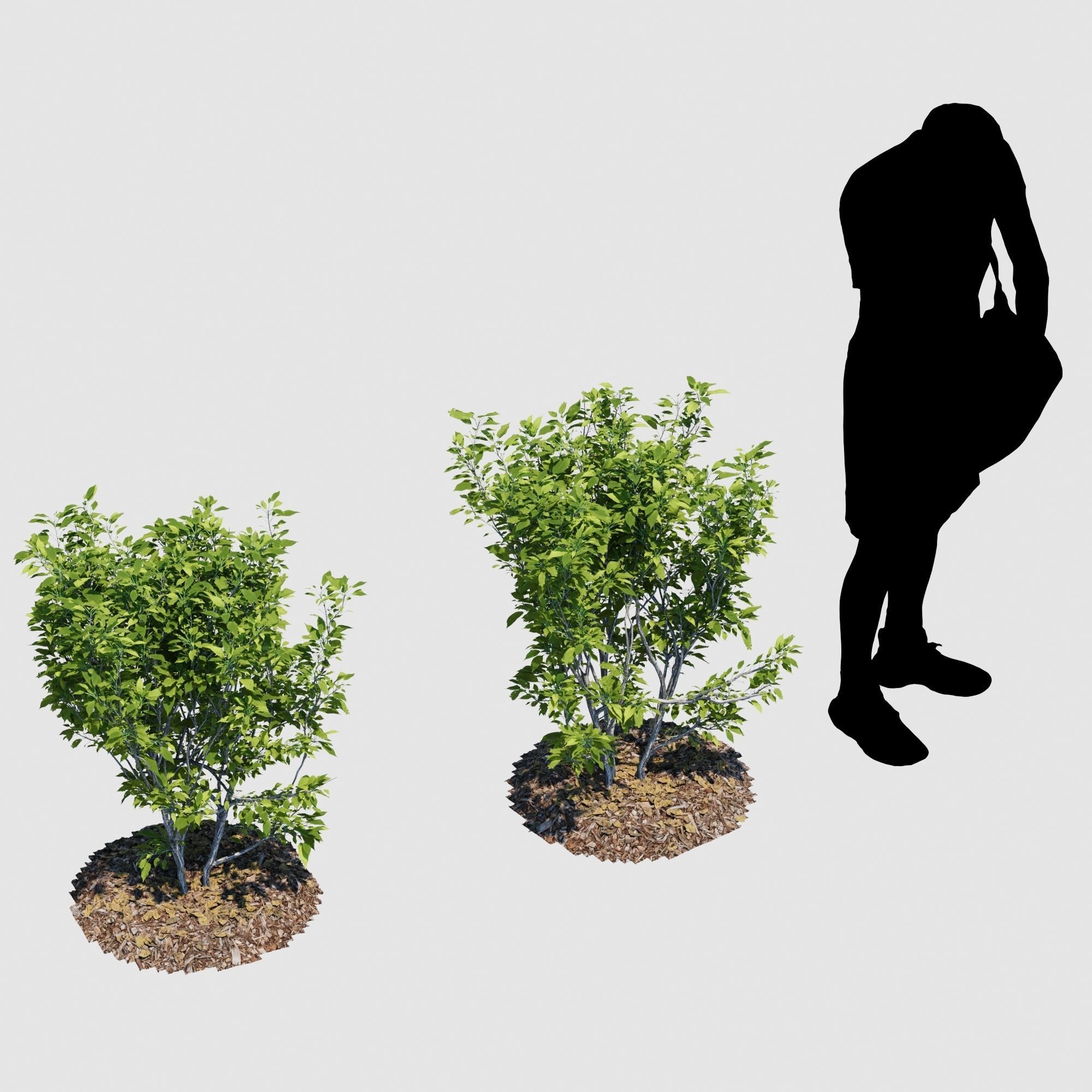 Hedge Bush 3D model_2