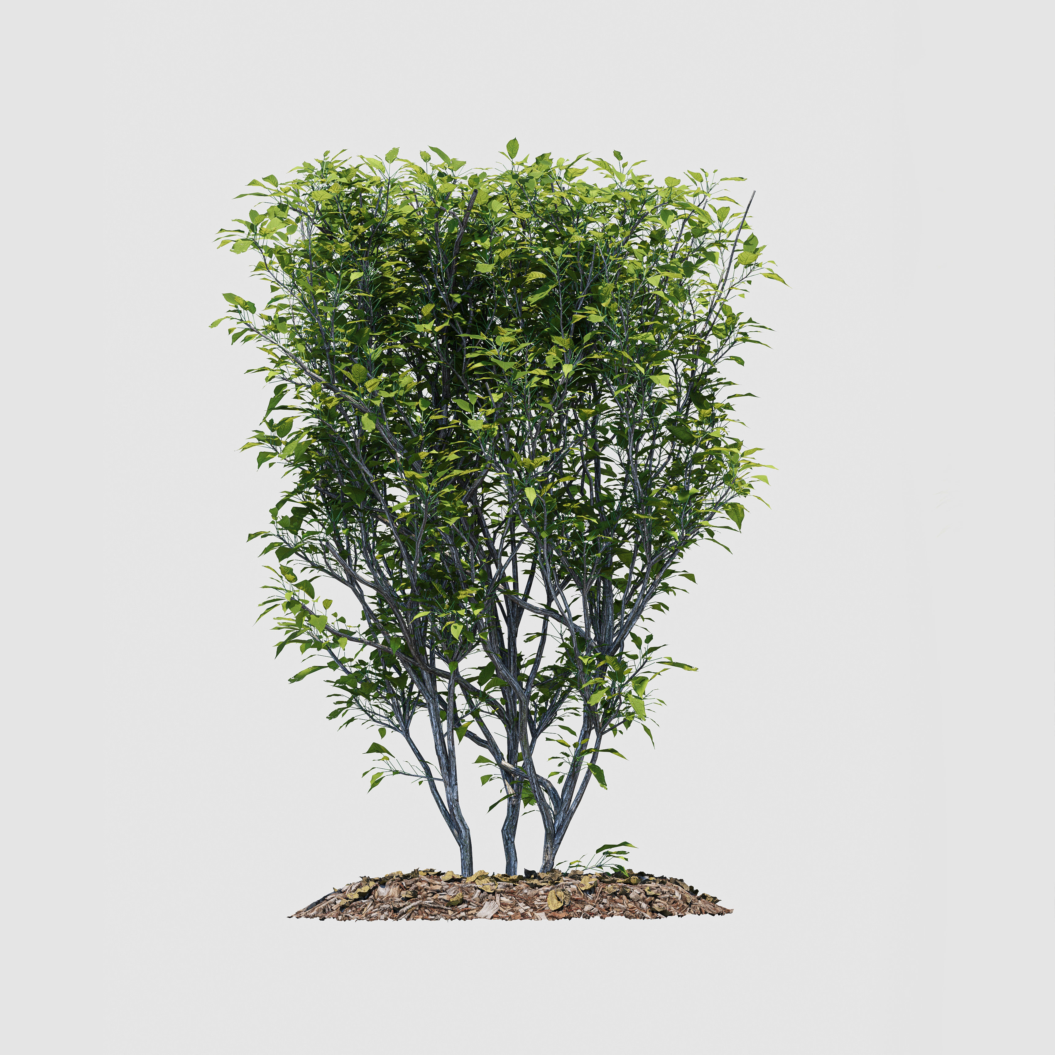 Hedge Bush 3D model_5