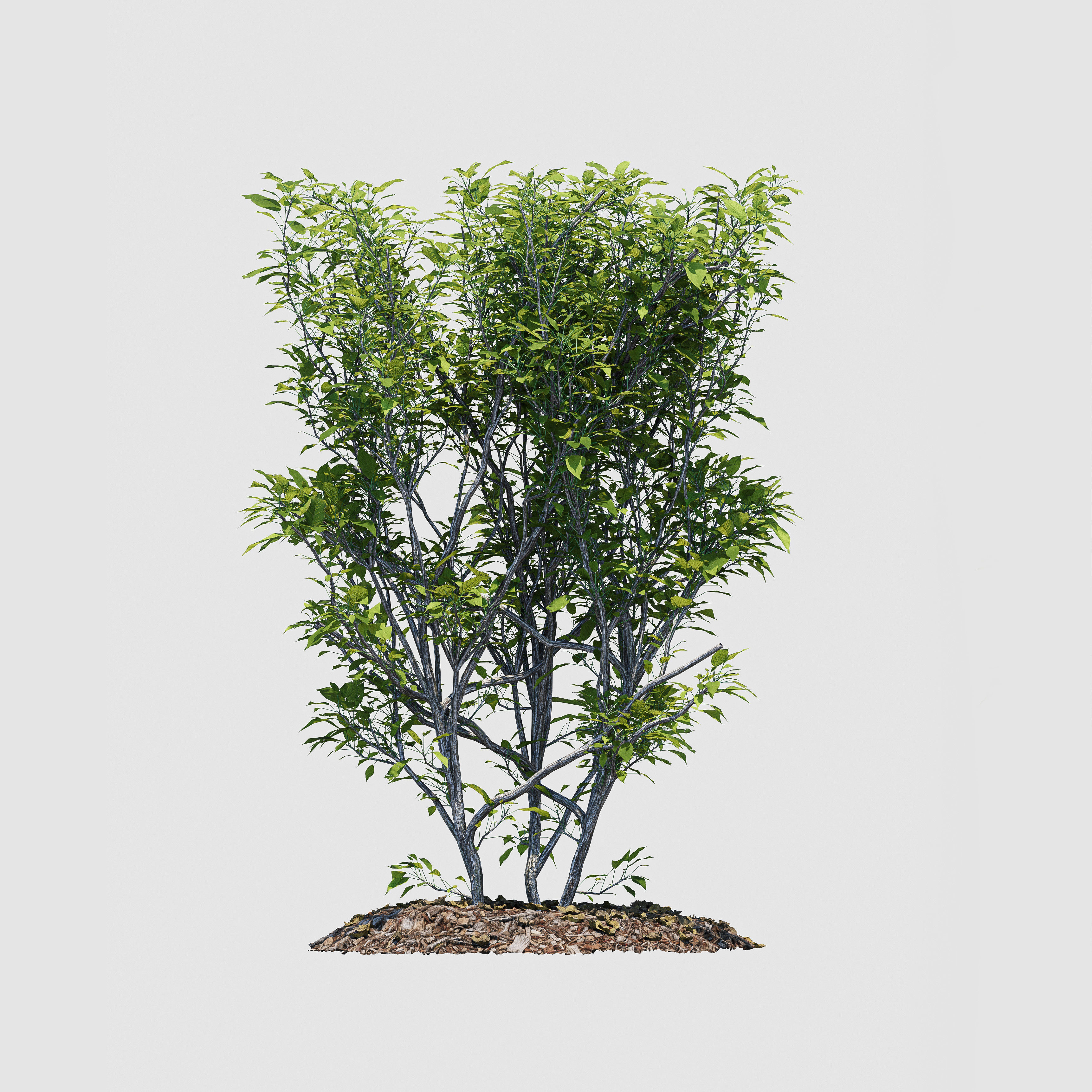 Hedge Bush 3D model_6