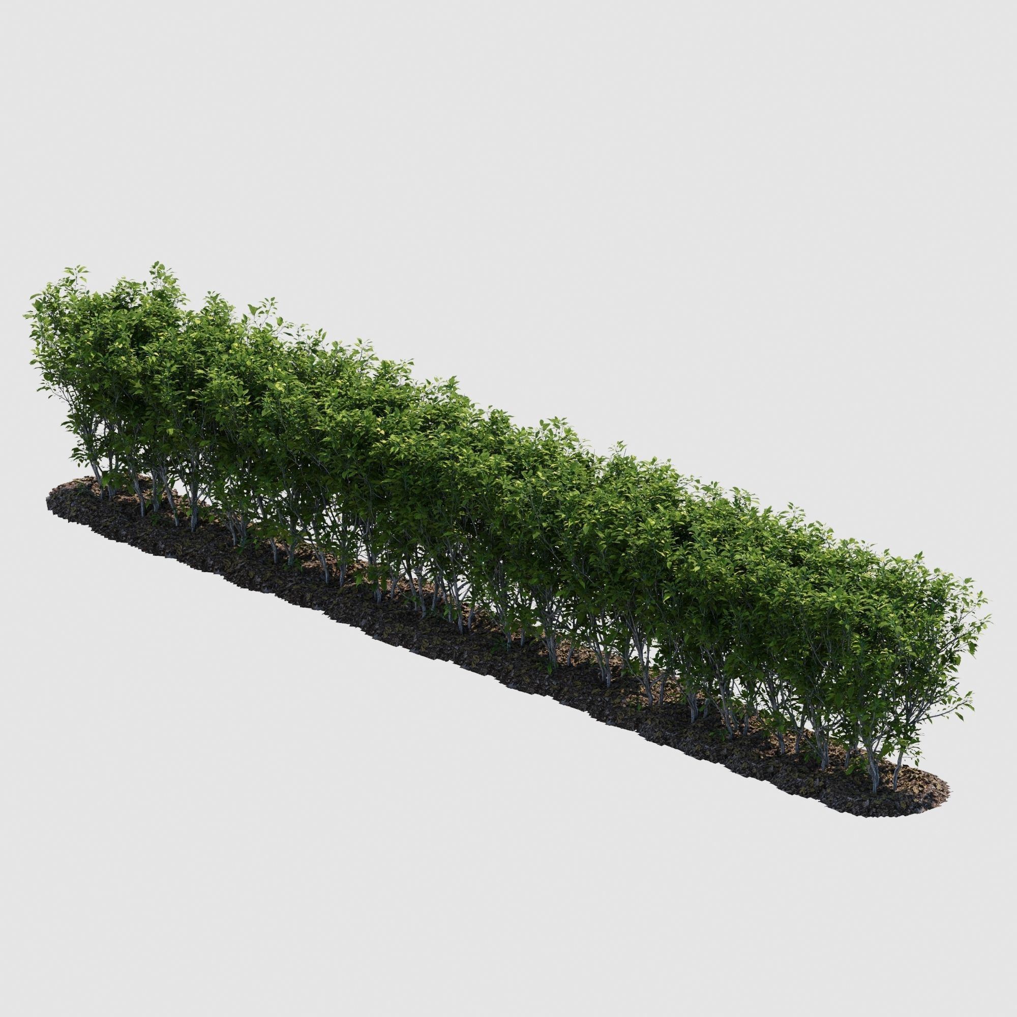 Hedge Bush 3D model_1