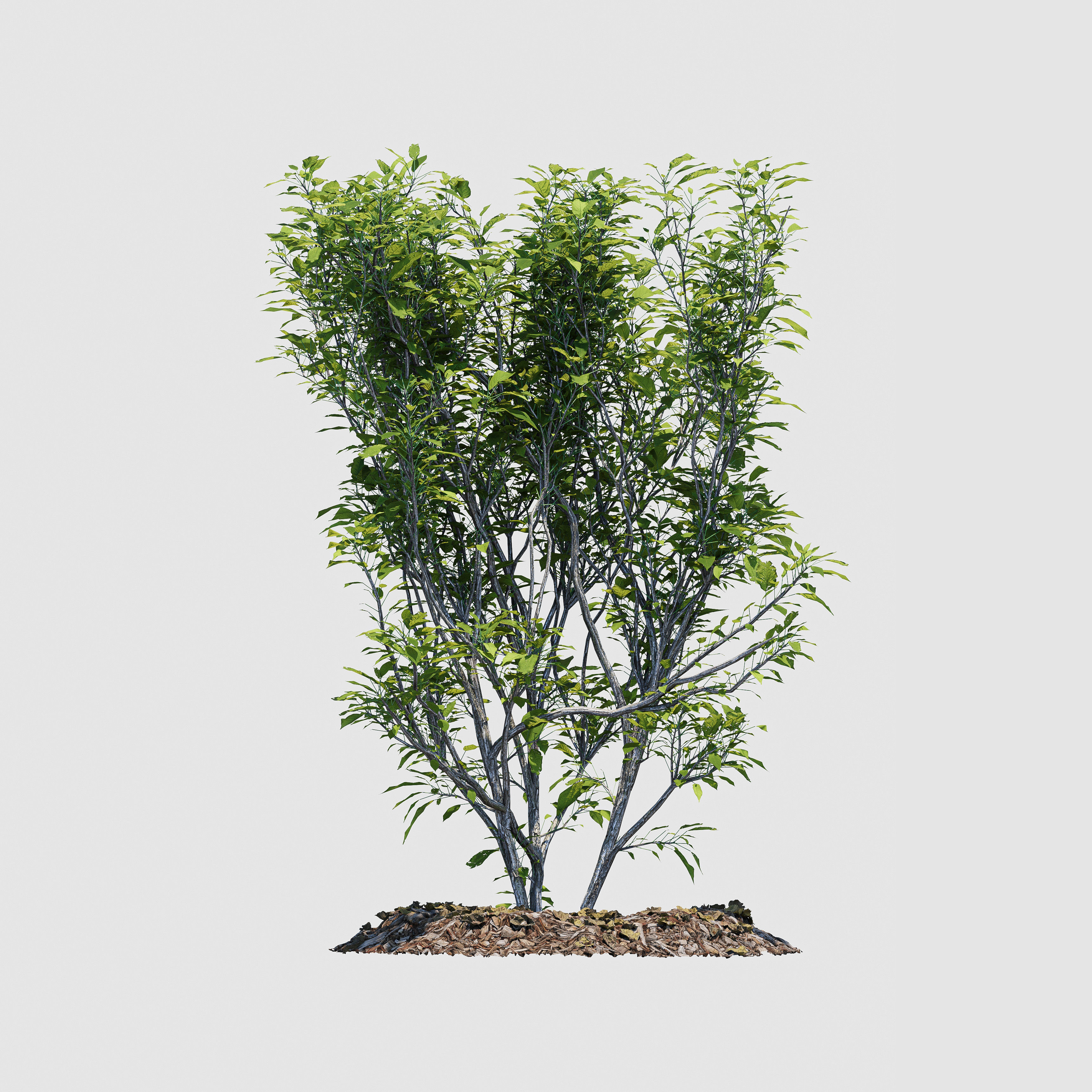 Hedge Bush 3D model_4