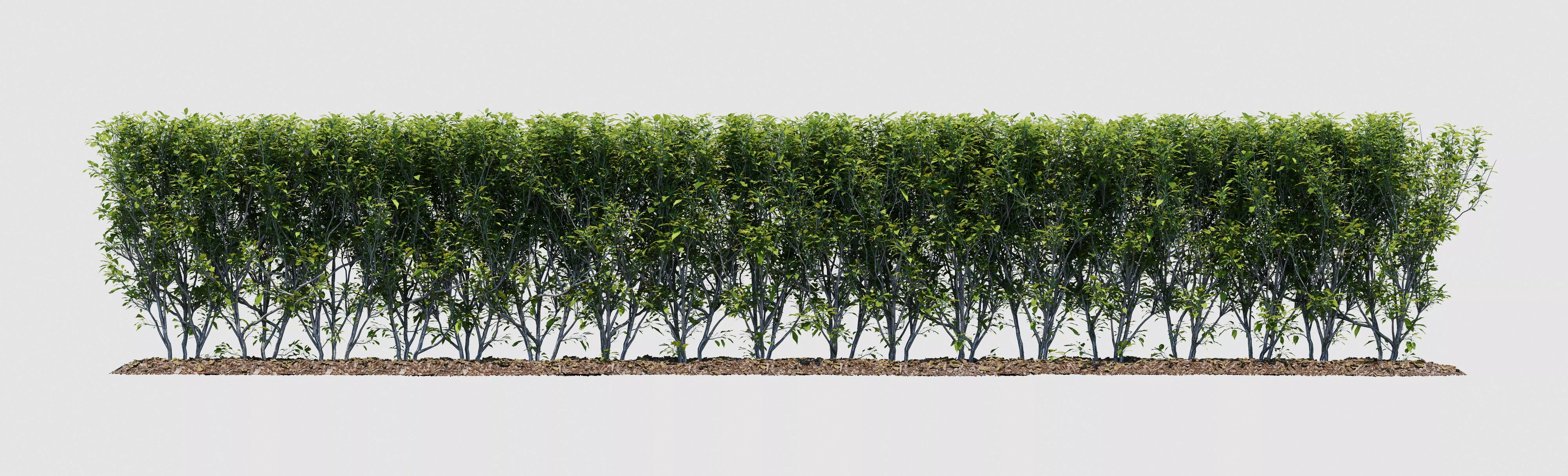 Hedge Bush 3D model_0