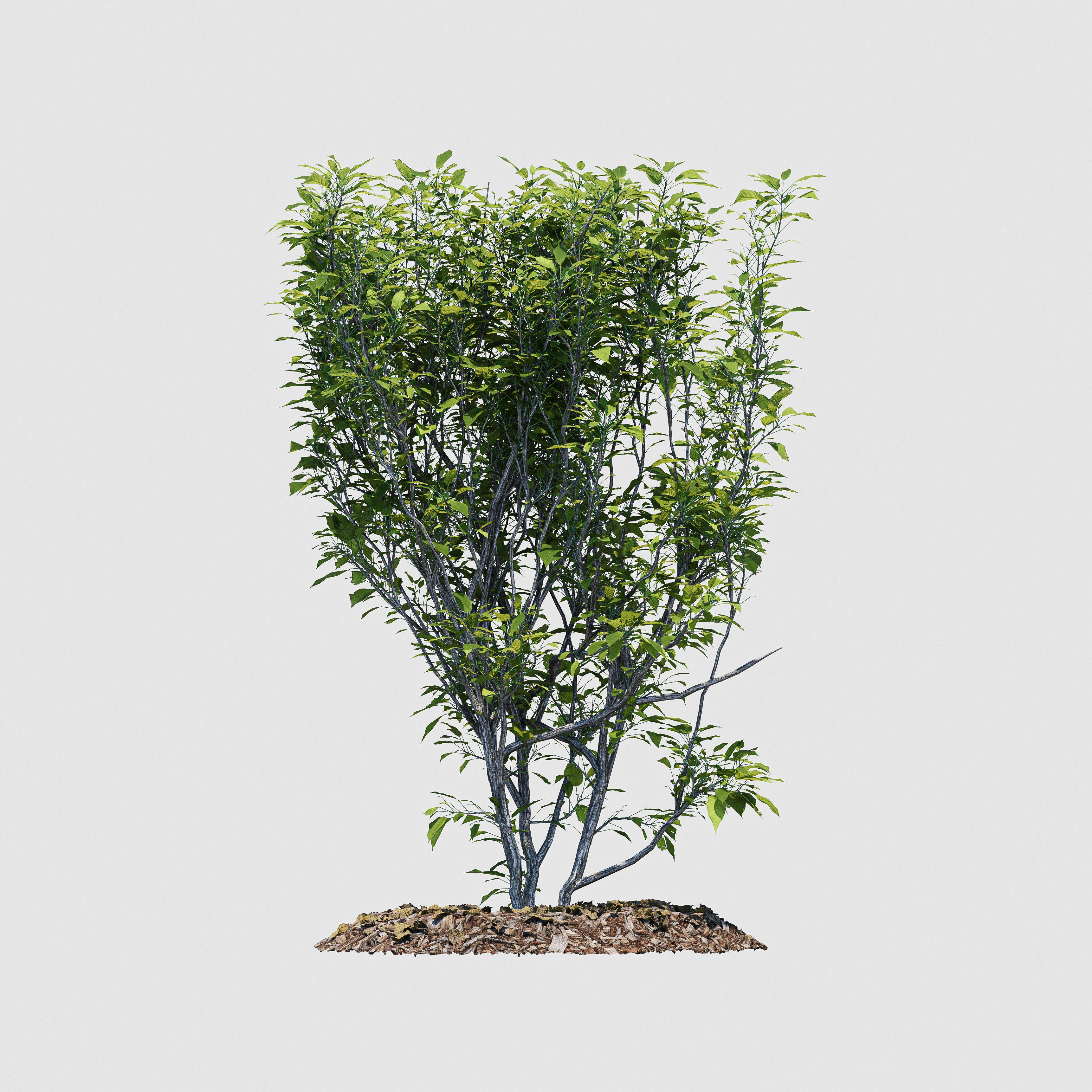 Hedge Bush 3D model_8