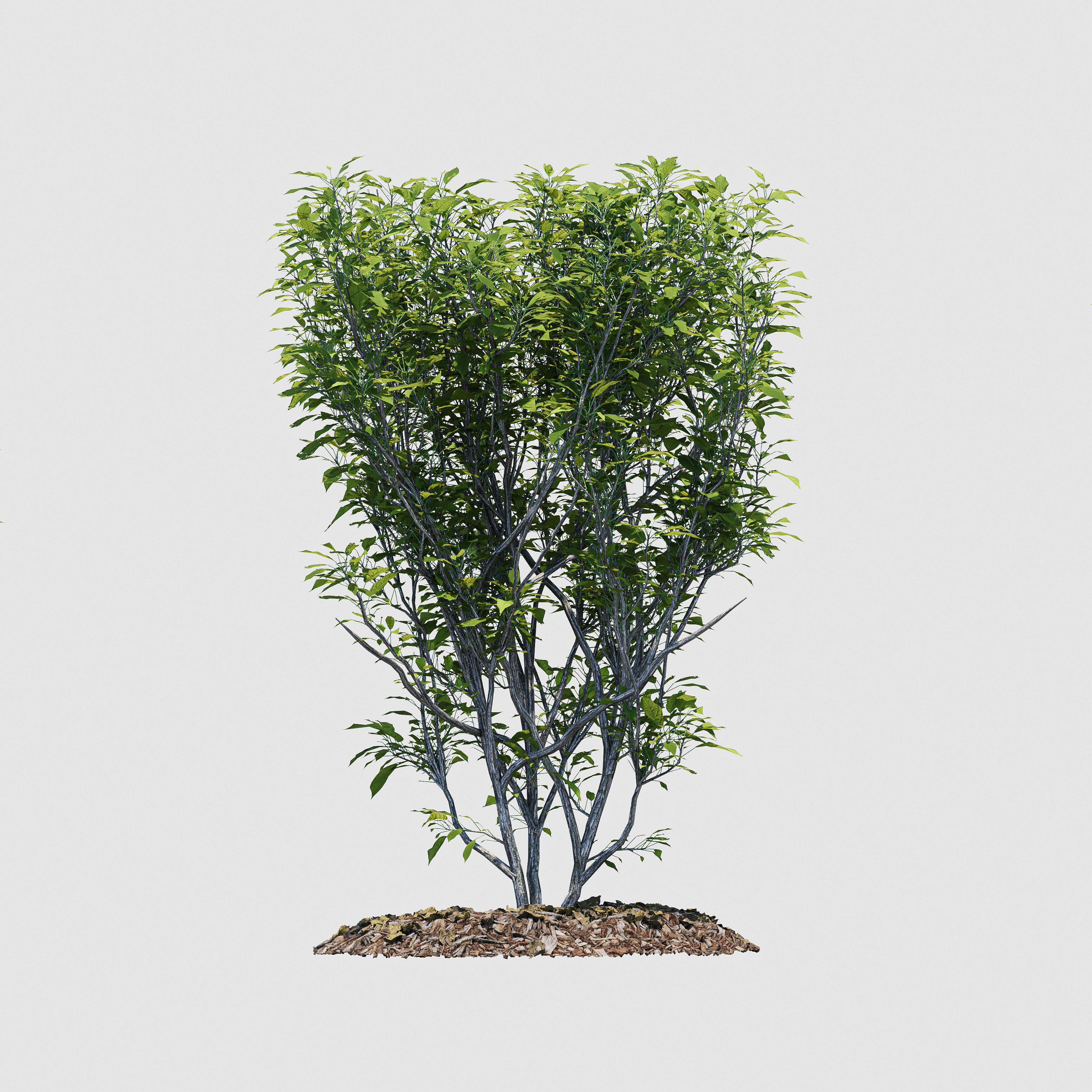 Hedge Bush 3D model_7