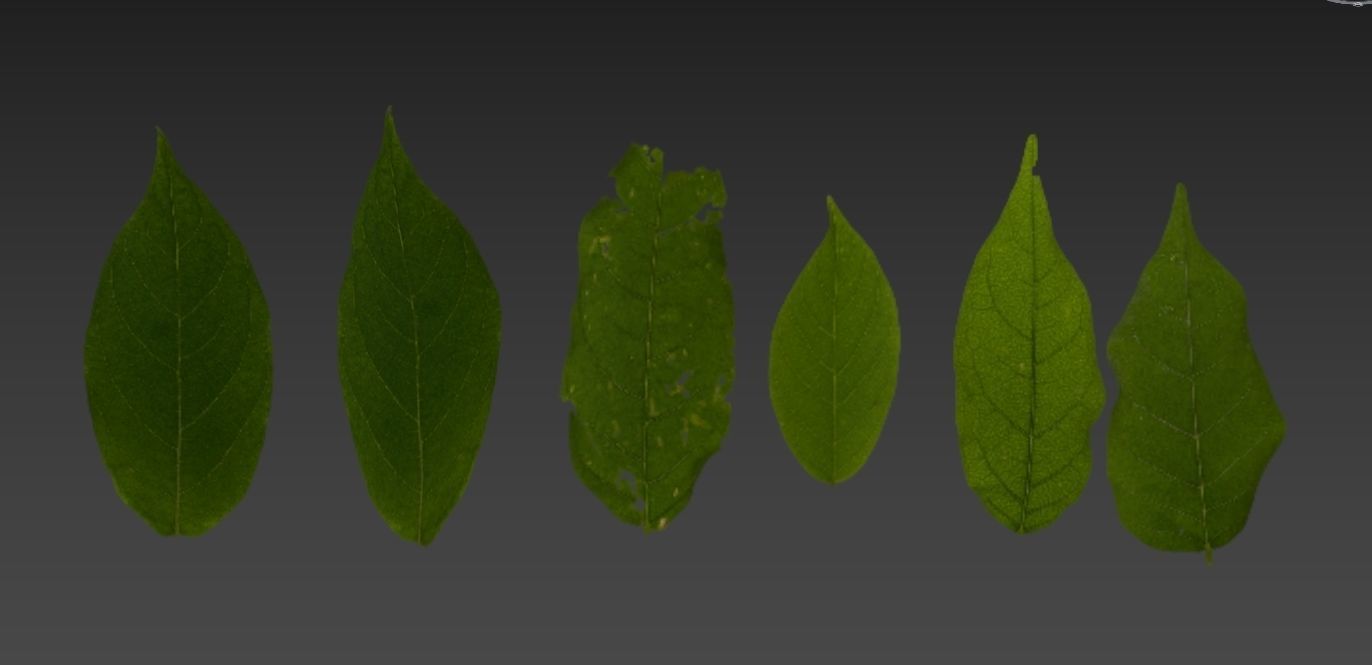 Hedge Bush 3D model_12