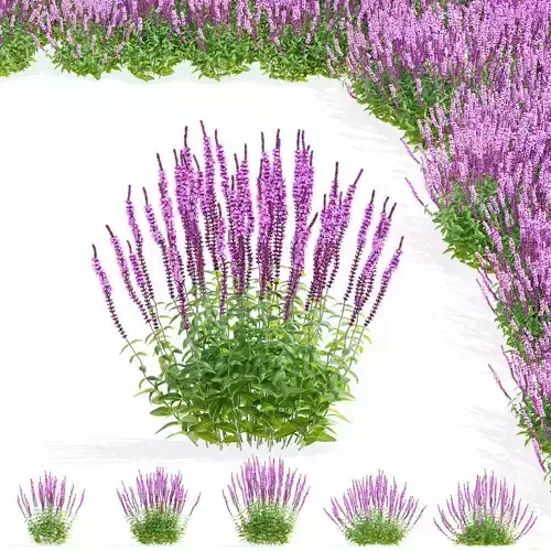 Salvia nemorosa amethyst flower 3D model