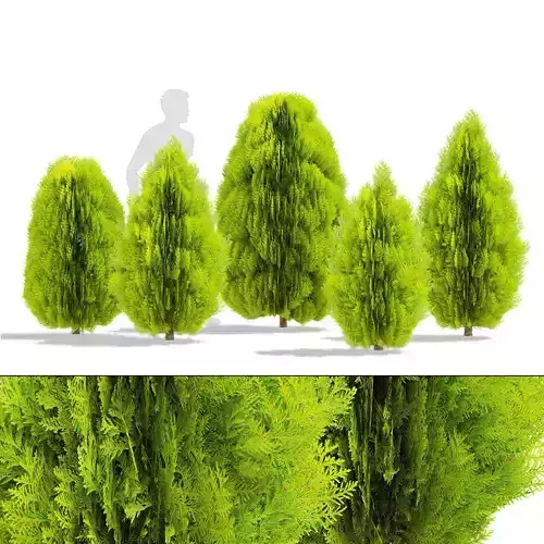 Thuja orientalis Aurea Nana