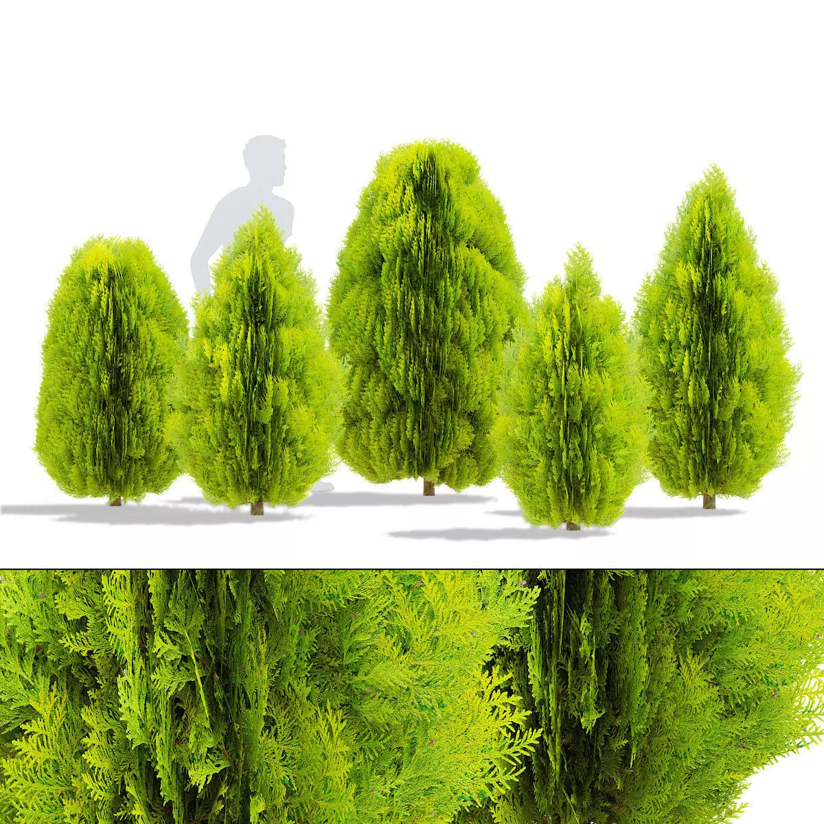 Thuja orientalis Aurea Nana 3D model_0