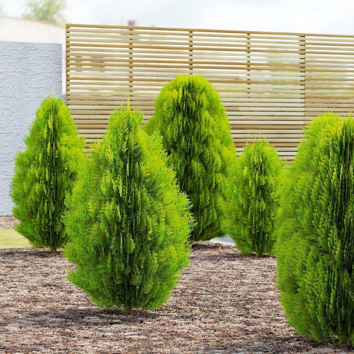 Thuja orientalis Aurea Nana 3D model_9