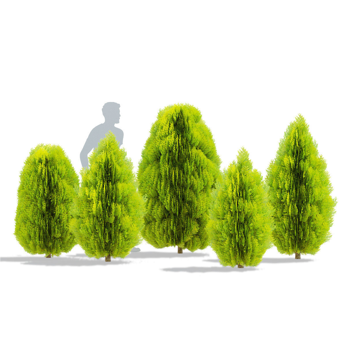 Thuja orientalis Aurea Nana 3D model_3