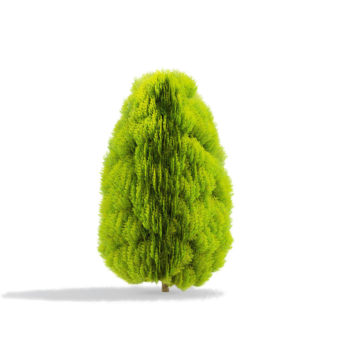 Thuja orientalis Aurea Nana 3D model_4