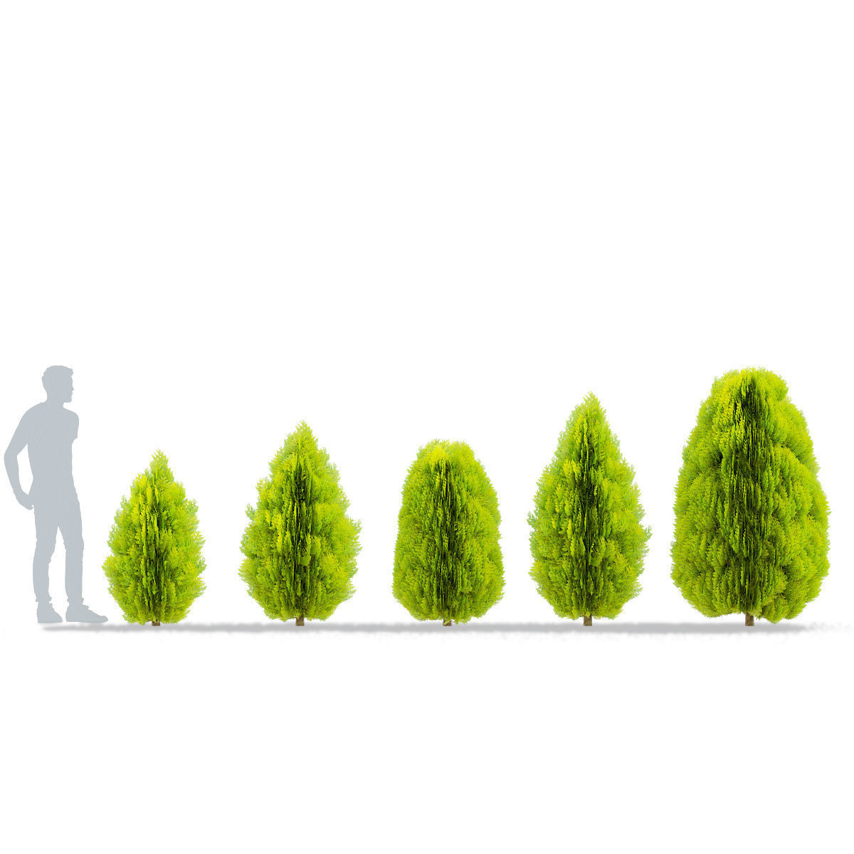 Thuja orientalis Aurea Nana 3D model_2